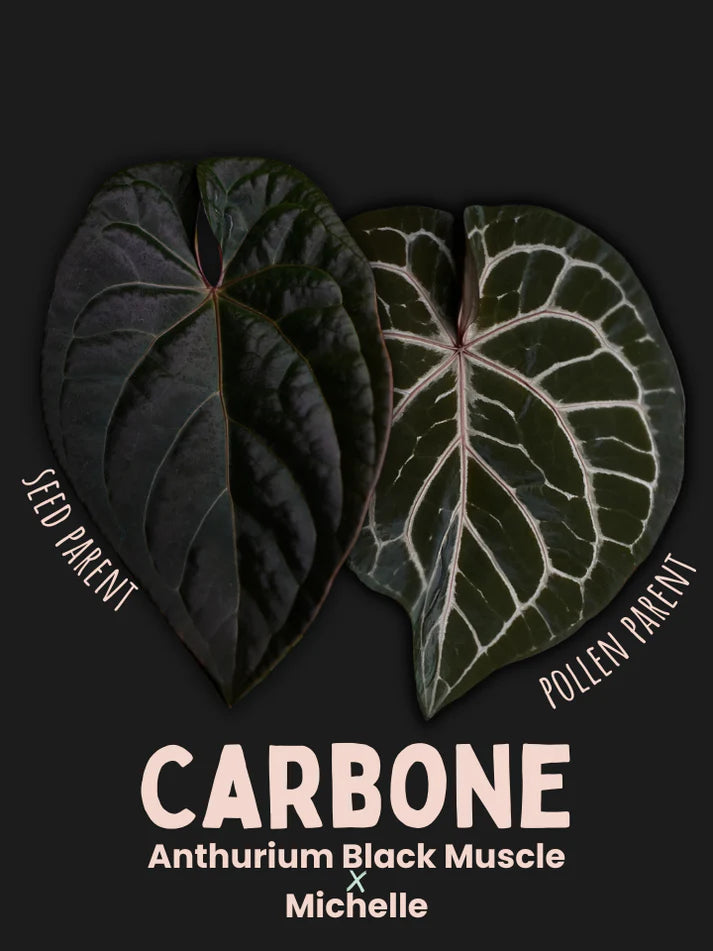 Anthurium 'Carbon' (Black Muscle x Michelle) - SMUKHI