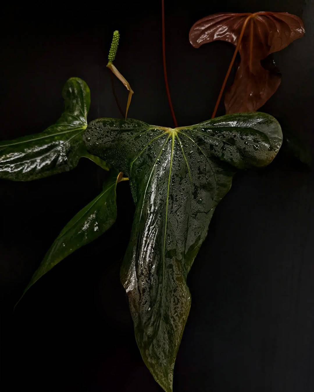 Anthurium sp. Nov DF x BVEP RA1 - Clone - SMUKHI