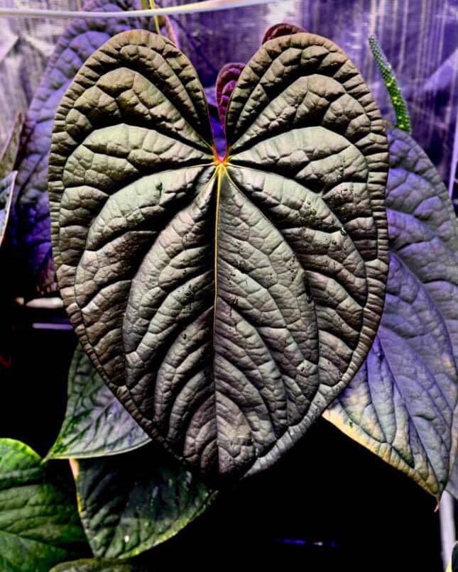 Anthurium (BVEP x Luxurians) x Carlablackiae ('Round' x GPH-001) - SMUKHI