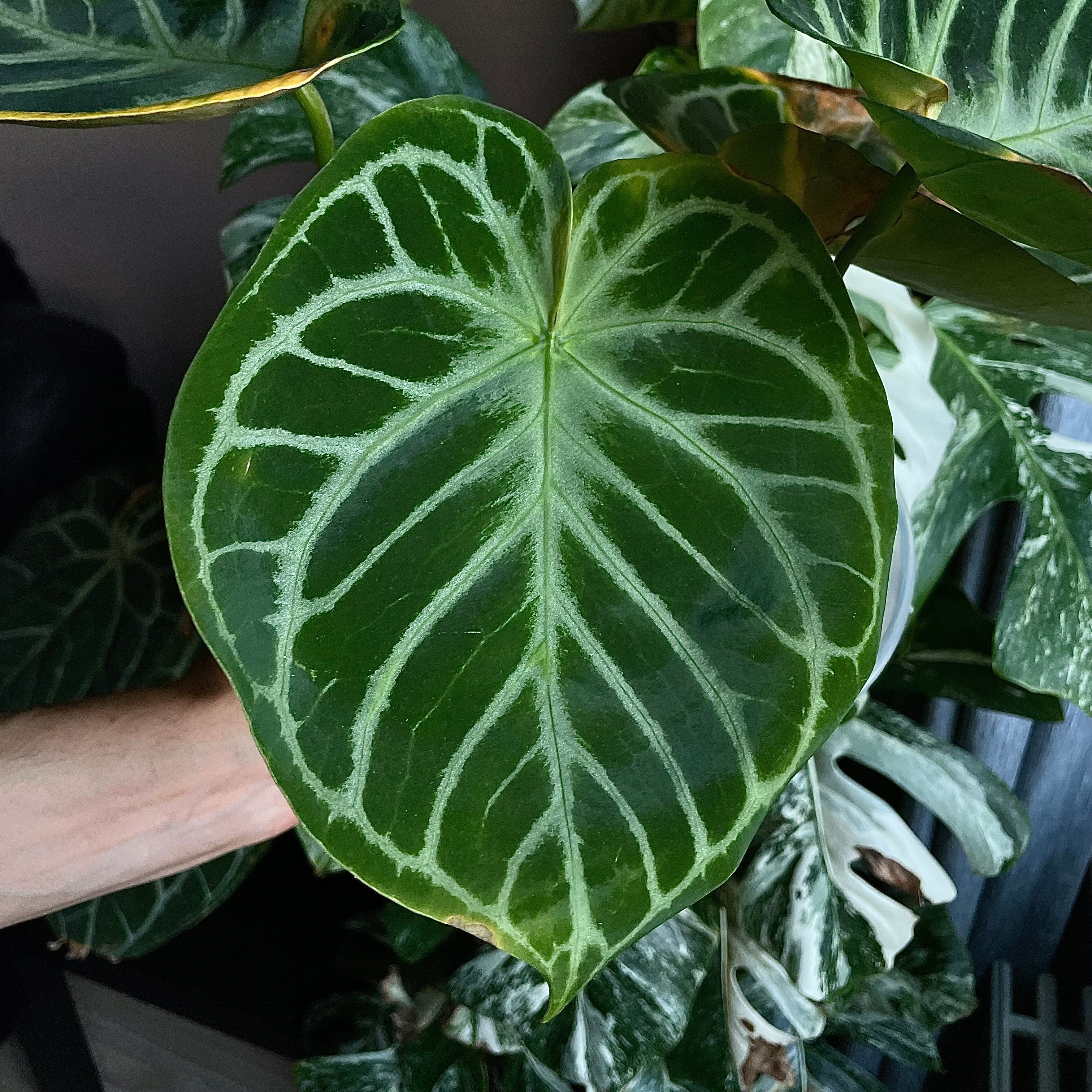 Anthurium 'Silver Blush' S1 (set of 5) - SMUKHI