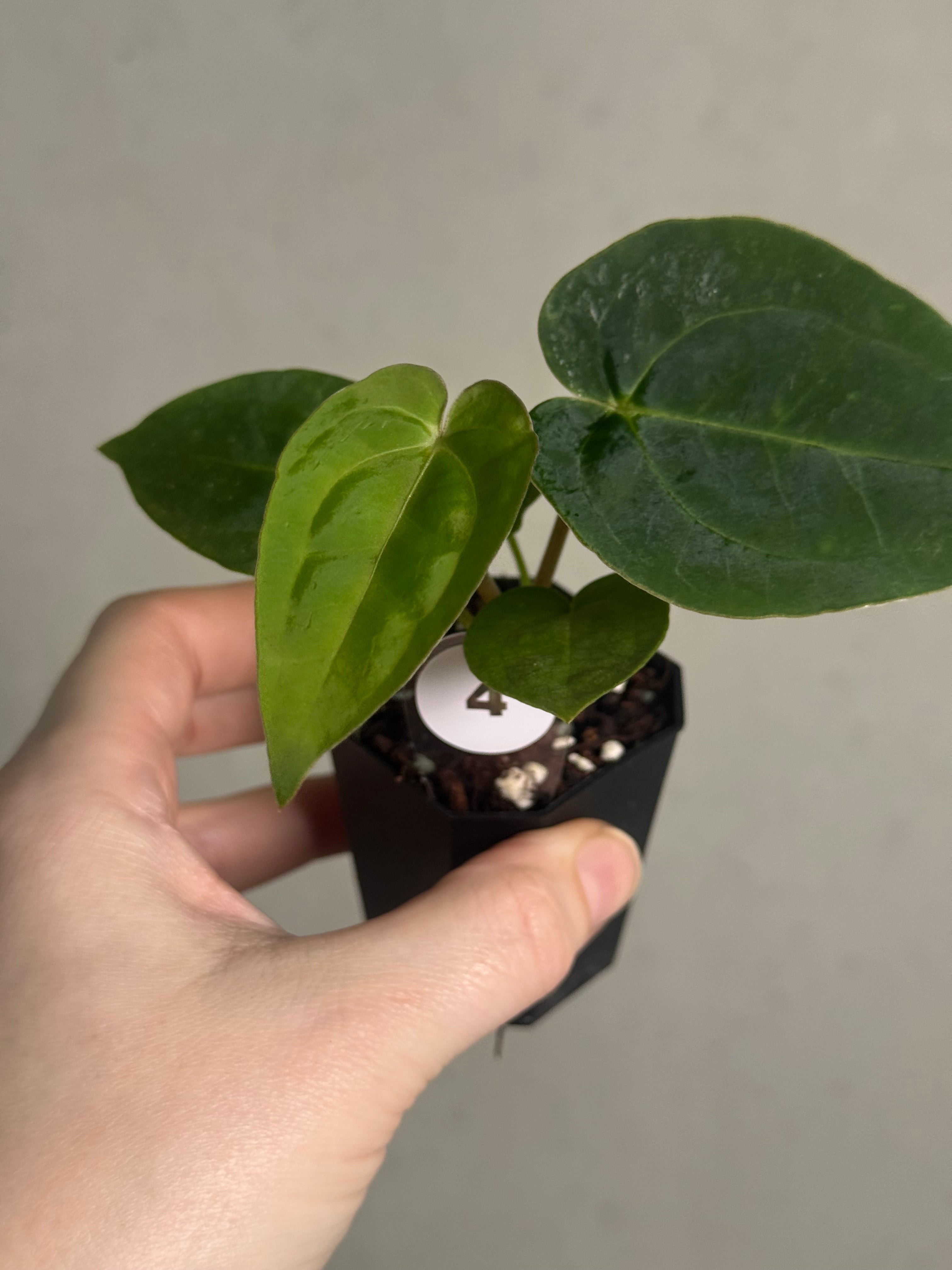 Anthurium Papillilaminum 'Guna Yala' x (Zara x Michelle) - SMUKHI