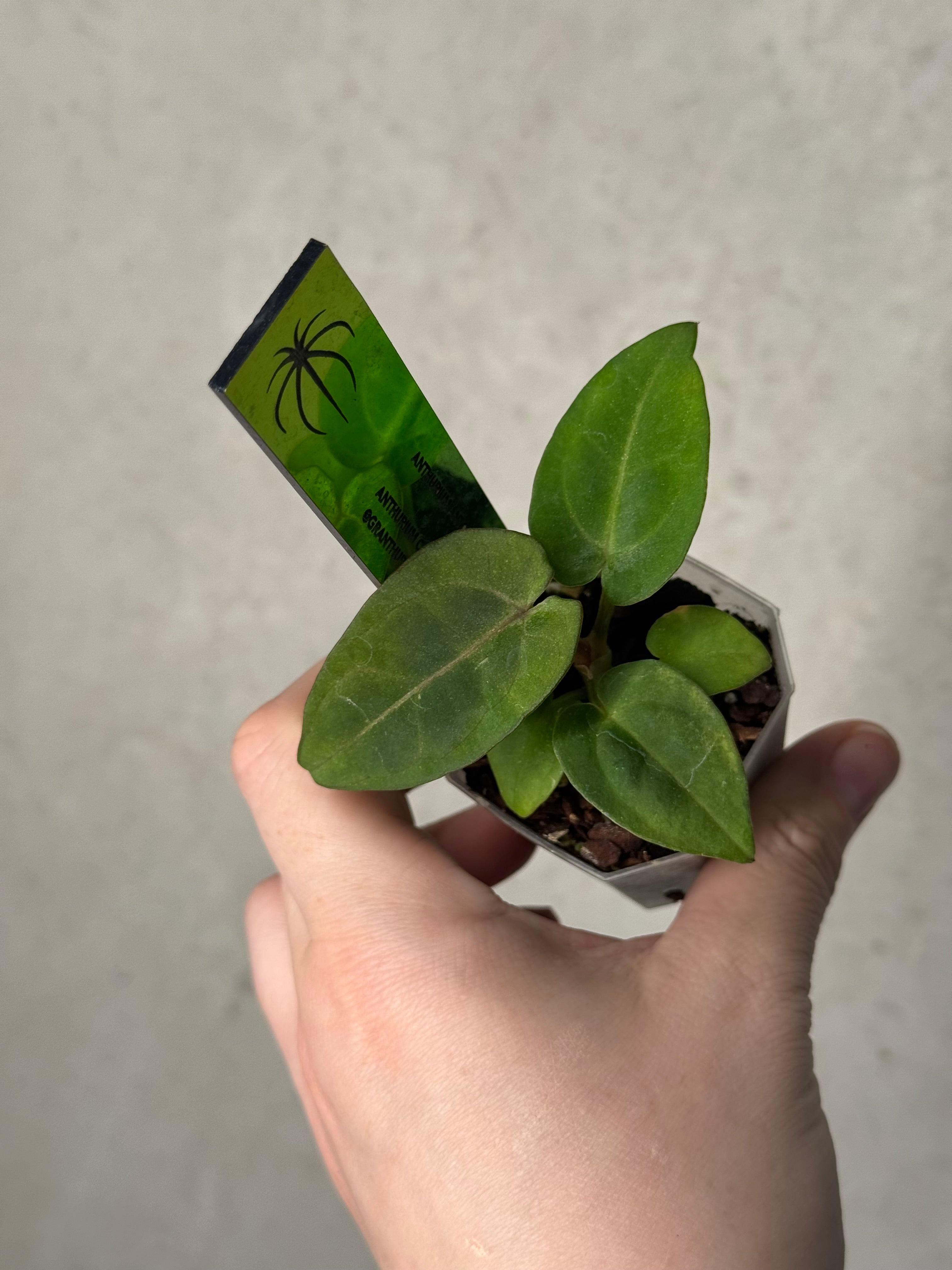 Anthurium BVEP 'Dark Star' x Carlablackiae GPH-001