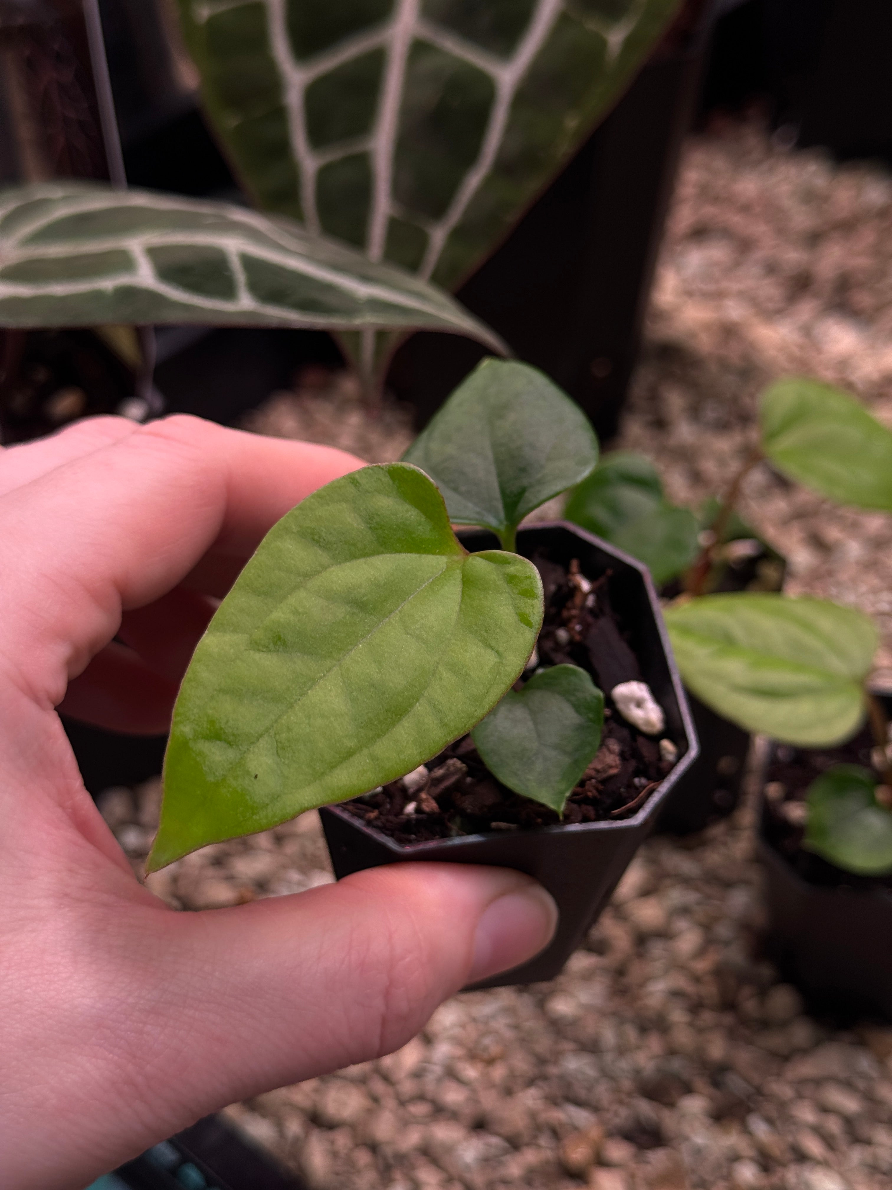 Anthurium (Dark Phoenix x Goliath) x (sp. Napo x Luxurians)