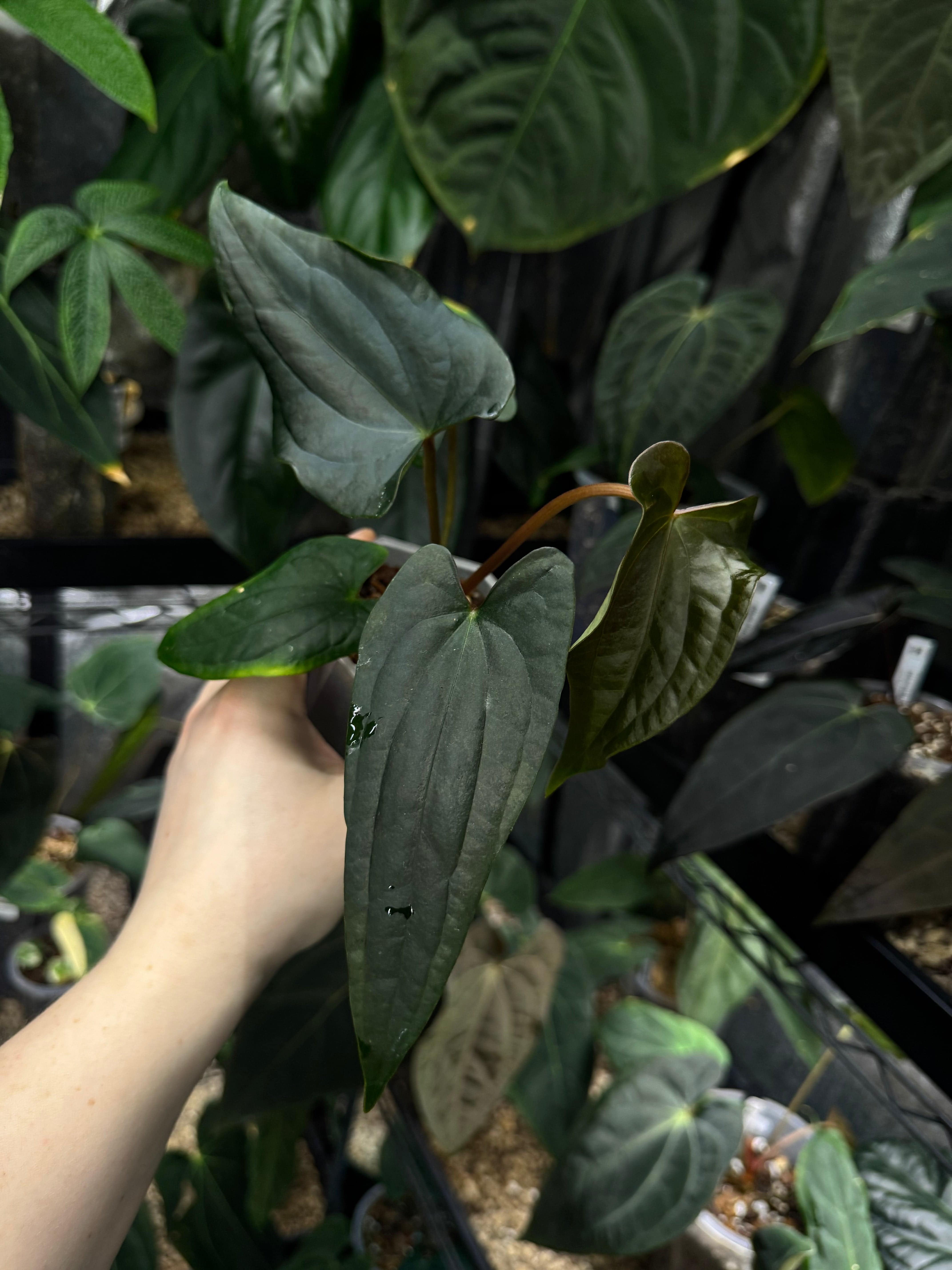 Anthurium (Fort Sherman x Ralph Lynam) 'Grim Reaper' x Luxurians 'Black Noir' - Clone - SMUKHI