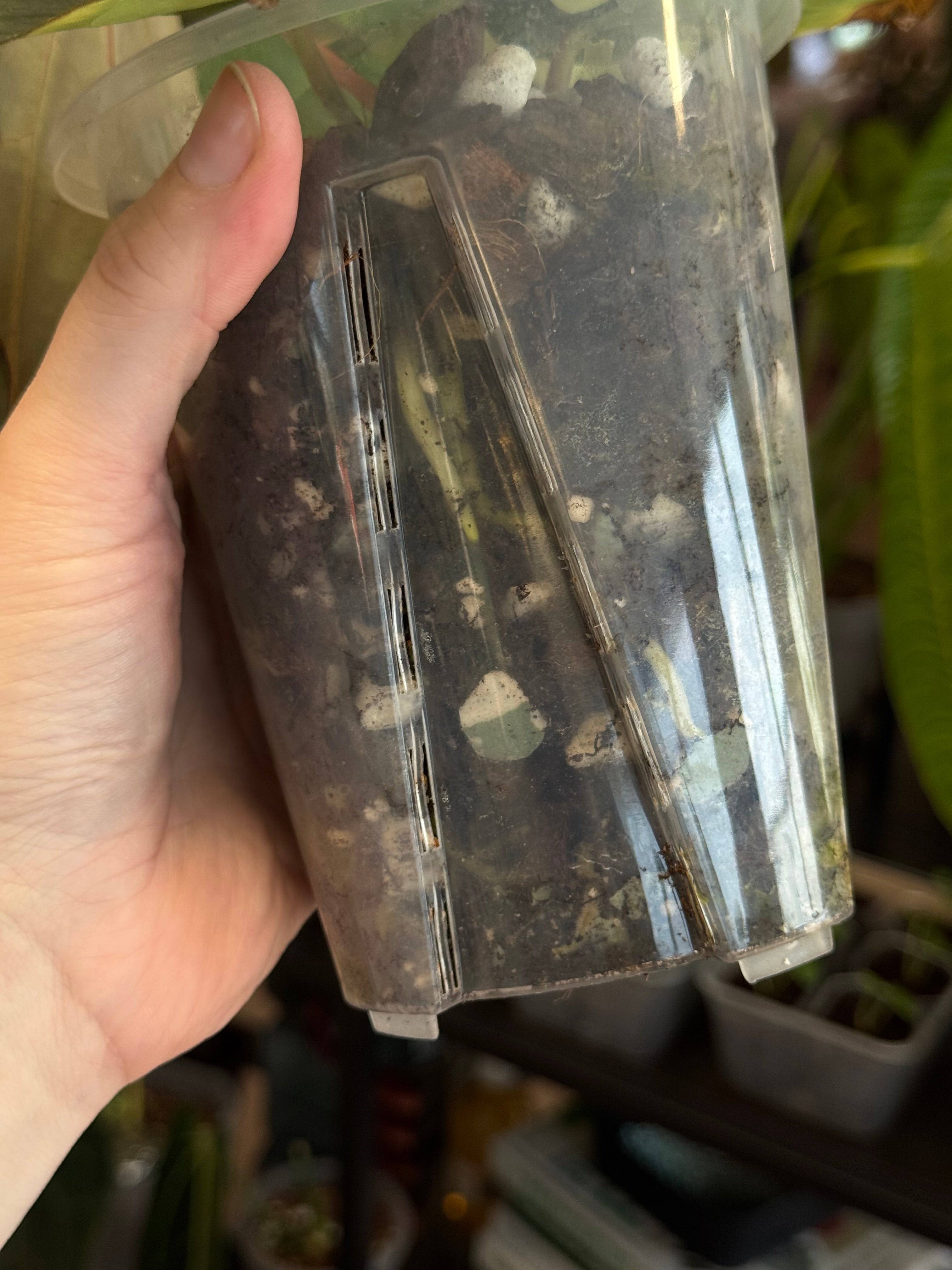 NFS: Anthurium Carlablackiae 'District' x BUZ1 - SMUKHI