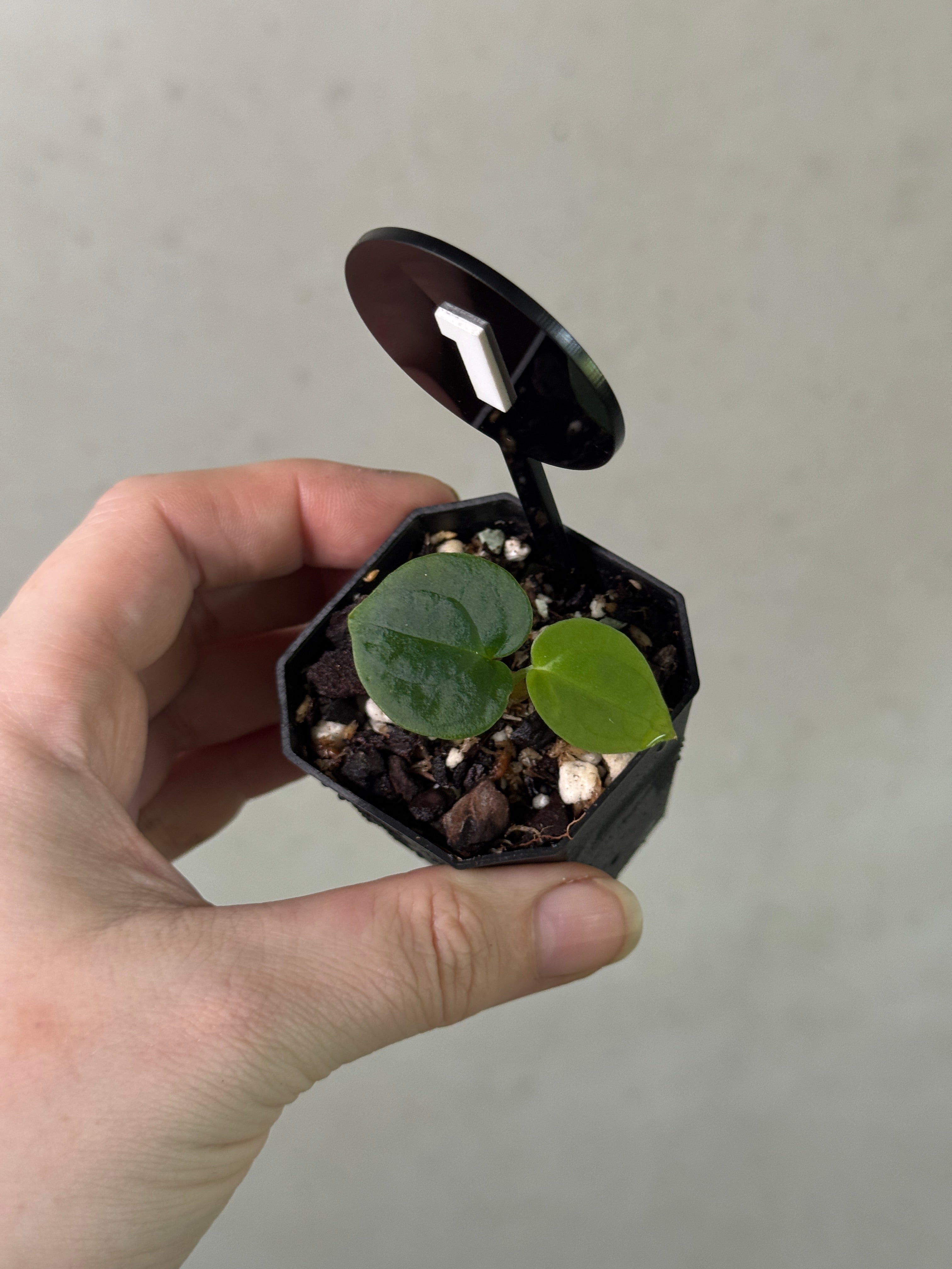 Anthurium Michelle x (Carlablackiae x BVEP)