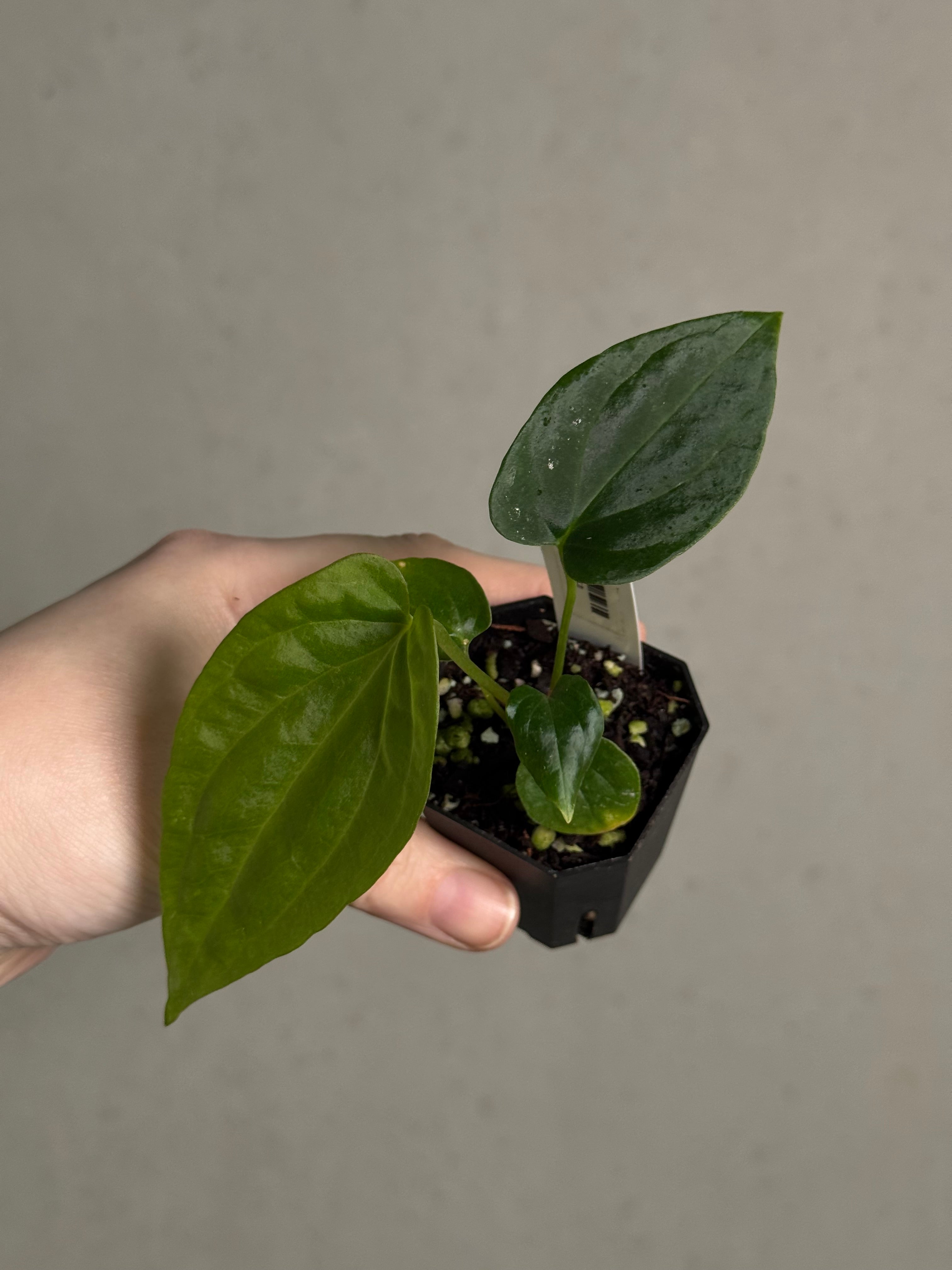 Anthurium BVEP (WU1 x 'Oliver') x 'Supernova' - SMUKHI