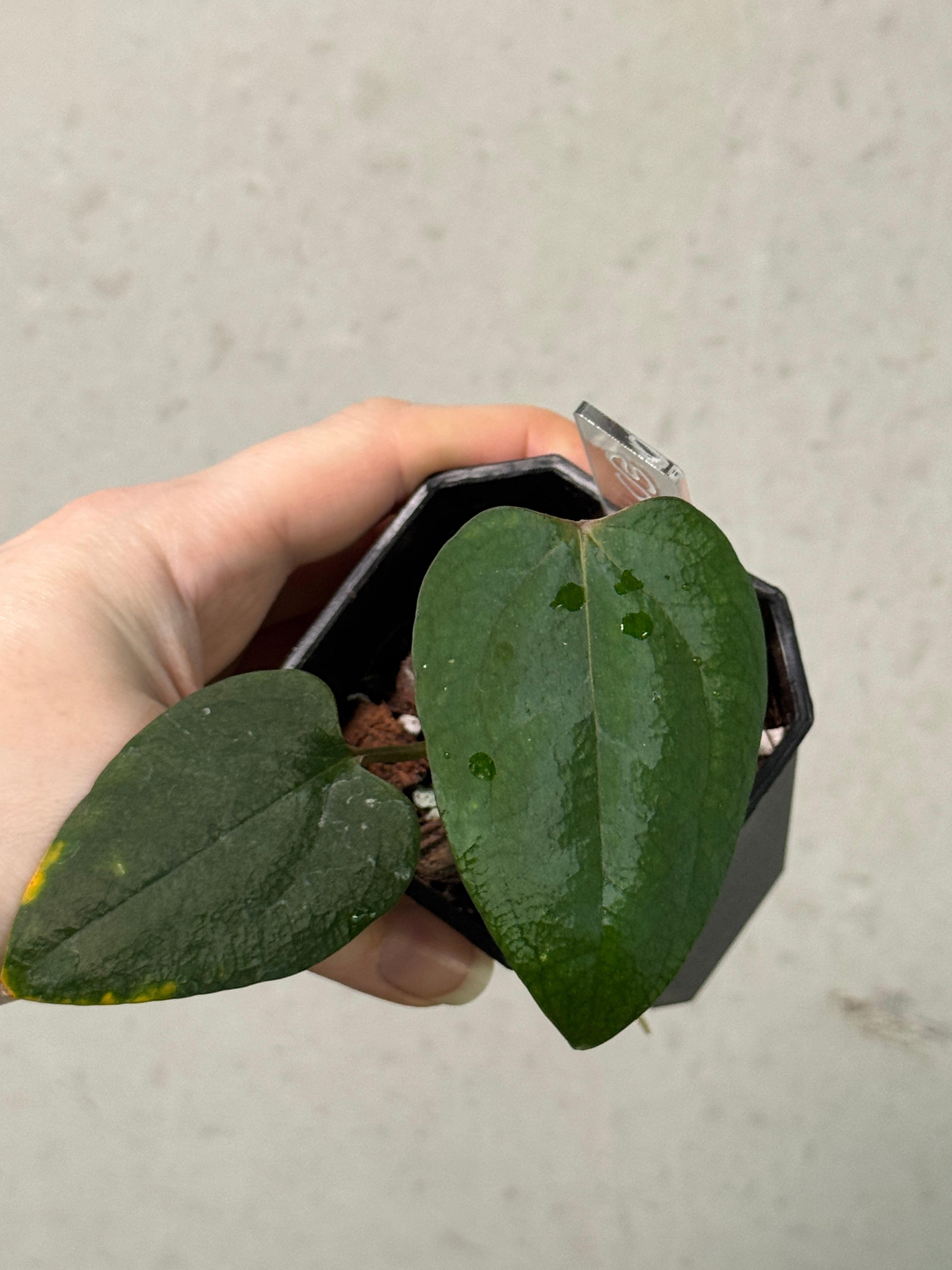Anthurium Ace of Spades Dark Form x Portillae ‘Dorito’ - Clone