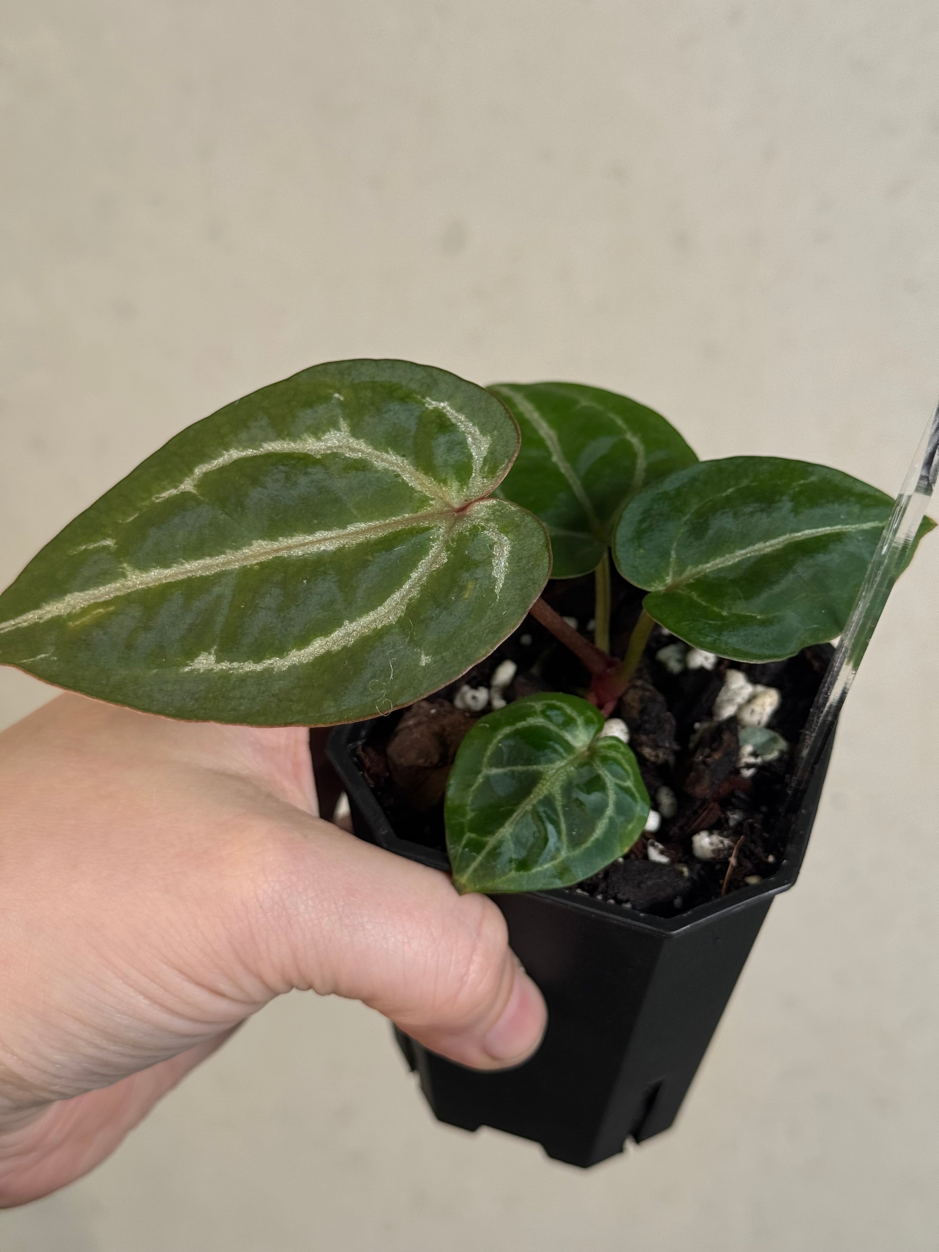 Anthurium DocBlock Michelle - Clone