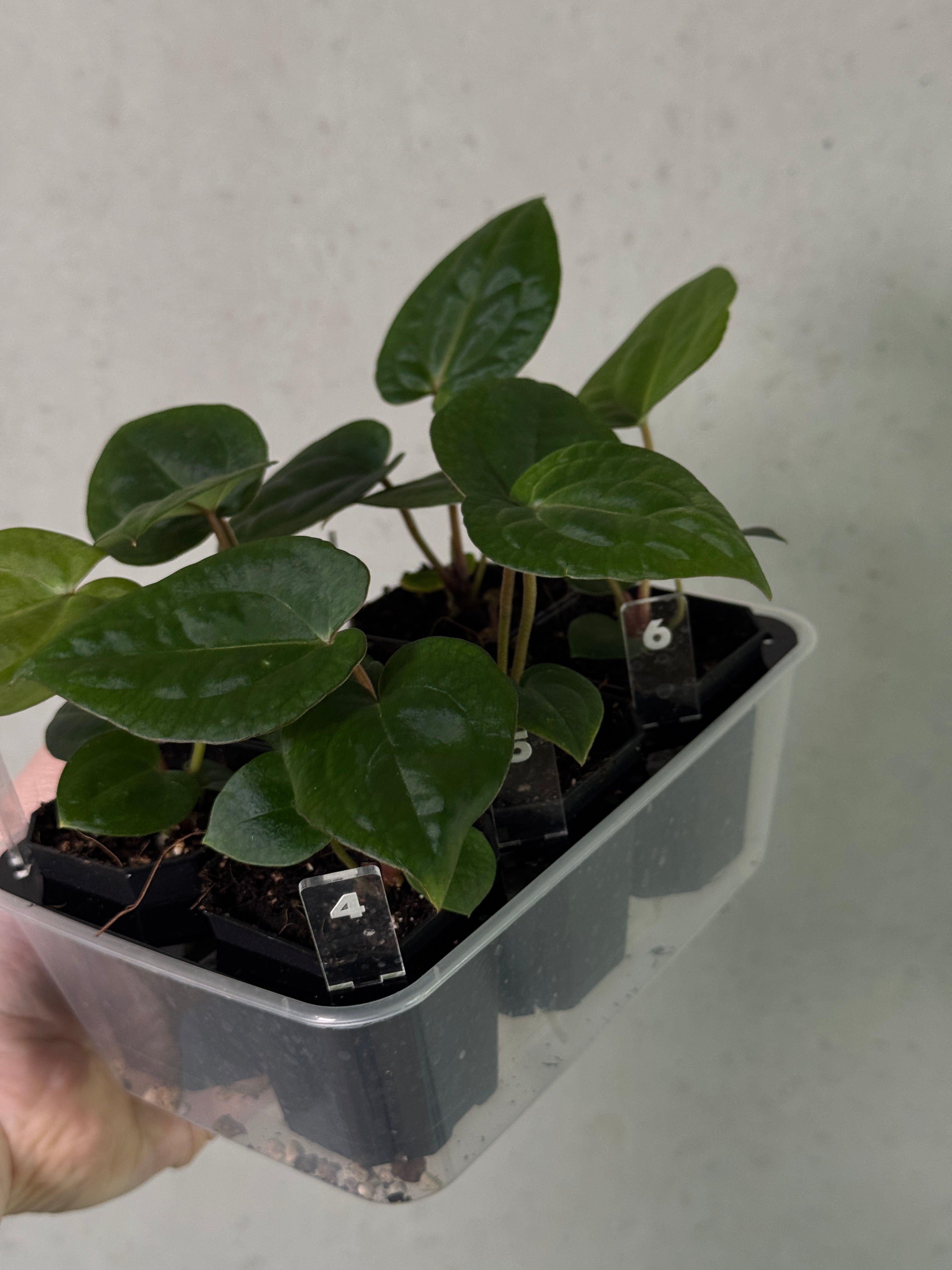 Anthurium Michelle x (?)