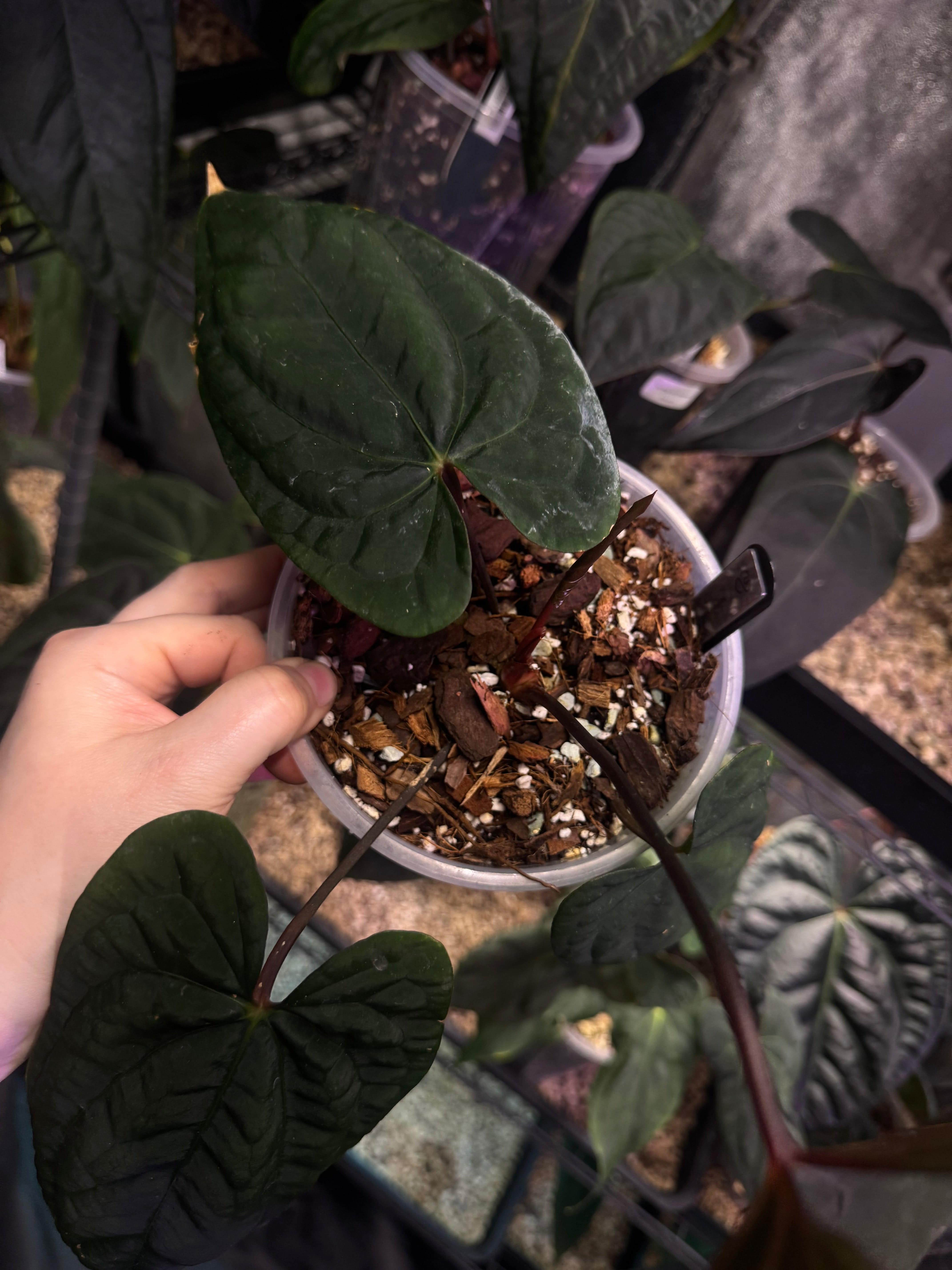 NFS: Anthurium ‘Sherpa’ (Dark Phoenix x RVDP) #2 - SMUKHI