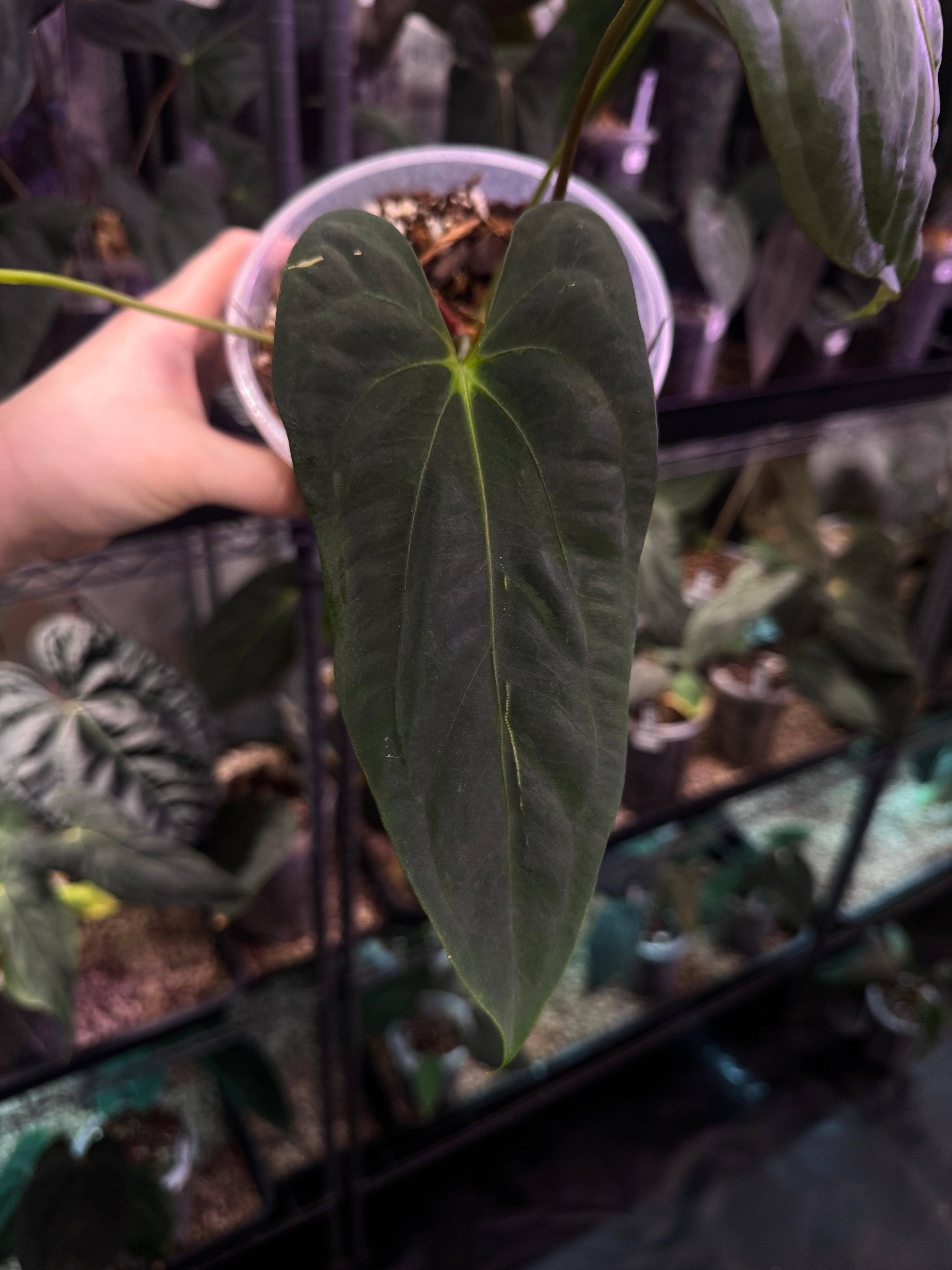 Anthurium Fort Sherman - Cutting - SMUKHI