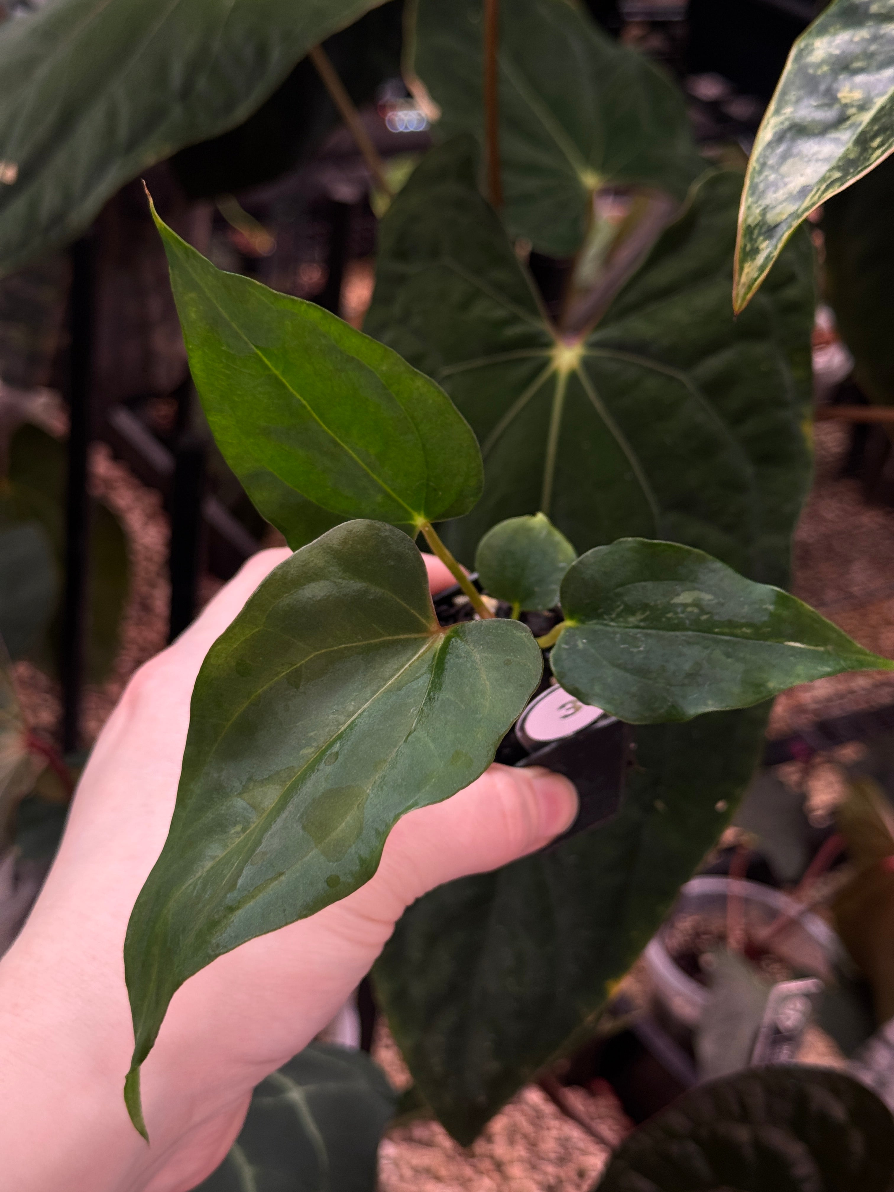 Anthurium Fort Sherman S1 x (Ralph Lynam x Fort Sherman) - SMUKHI