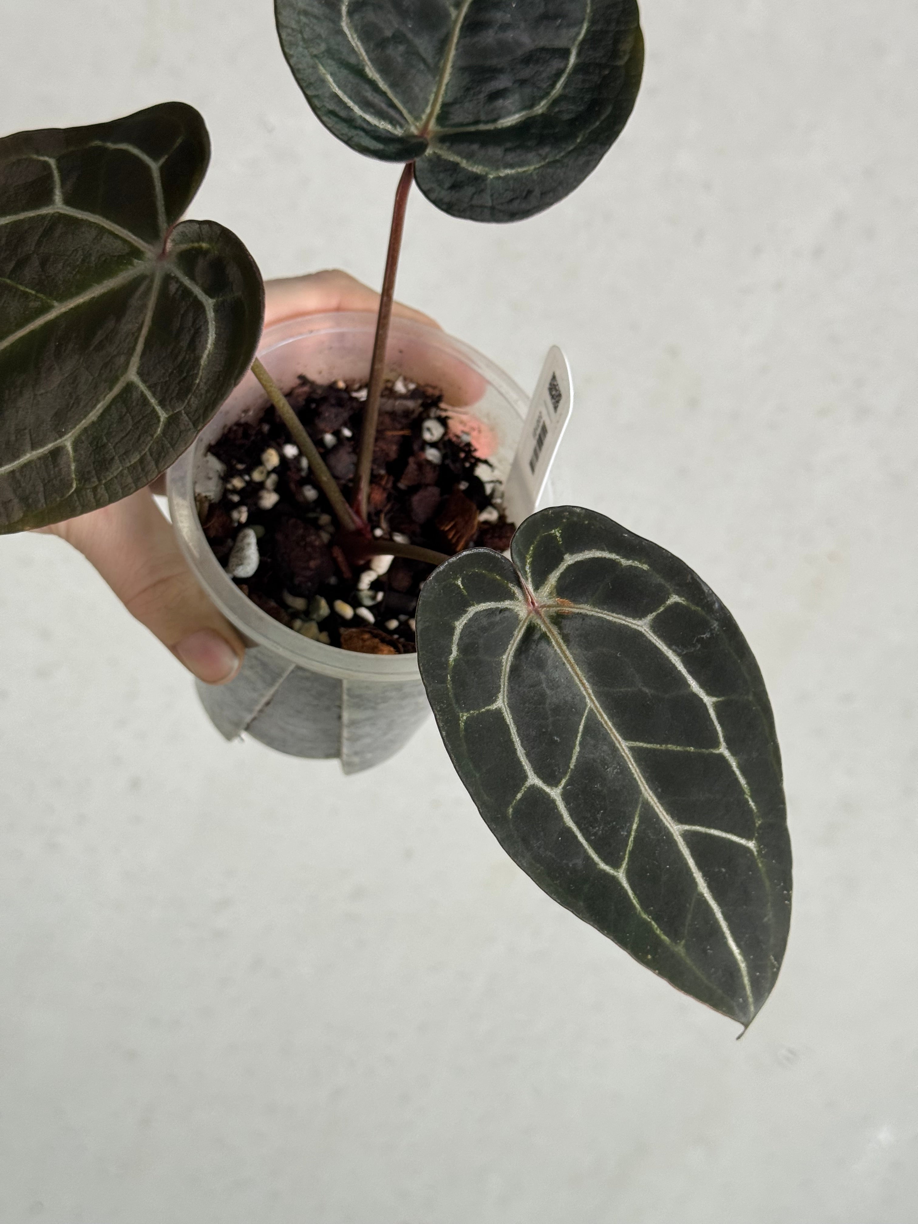 Anthurium Red Velvet Cake ‘24’ x Home, Sweet Home ‘32’ - Clone - SMUKHI