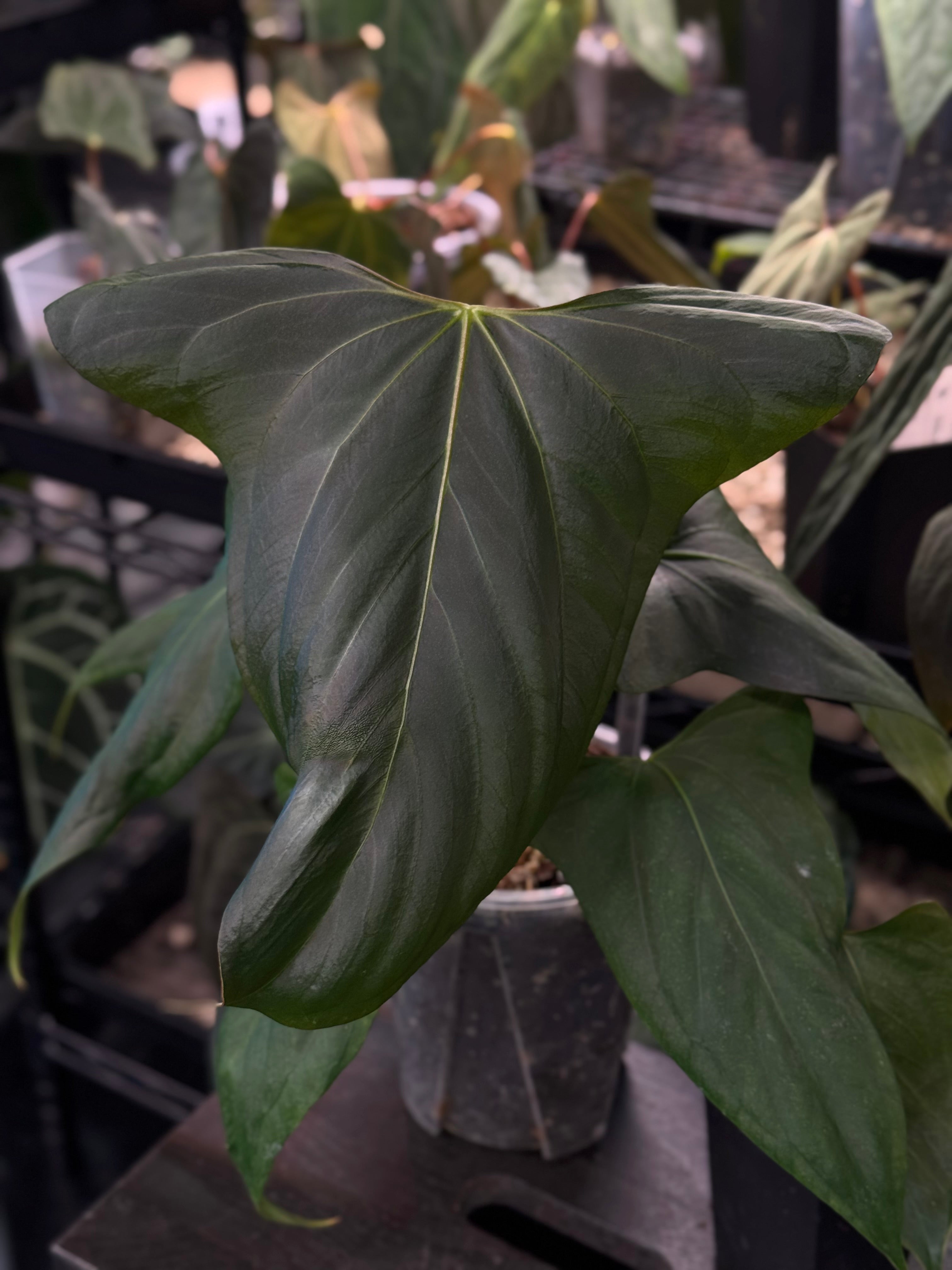 Anthurium Indo Portillae DF x self - Clone (Wide Sinus) - SMUKHI