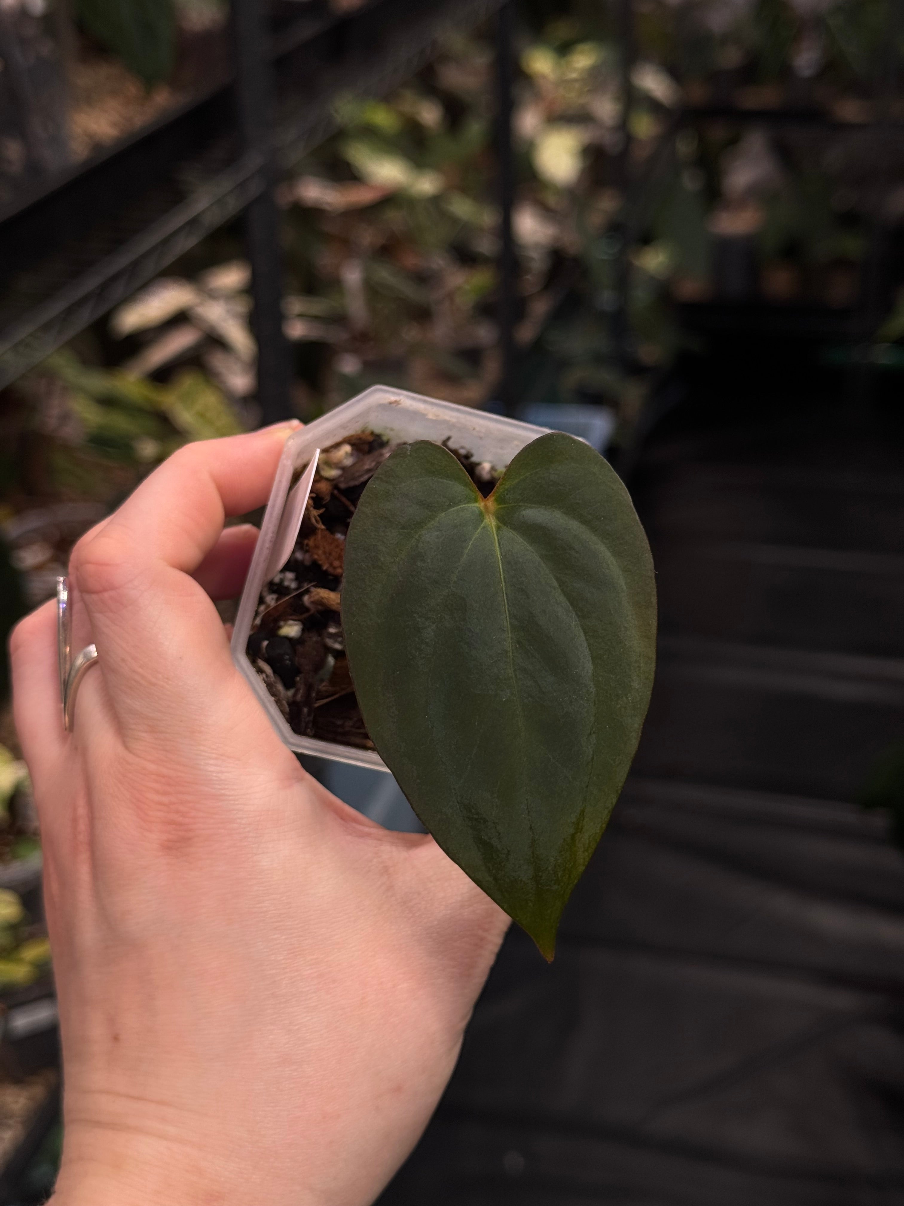 Anthurium BVIT x Red Vein Dark Phoenix