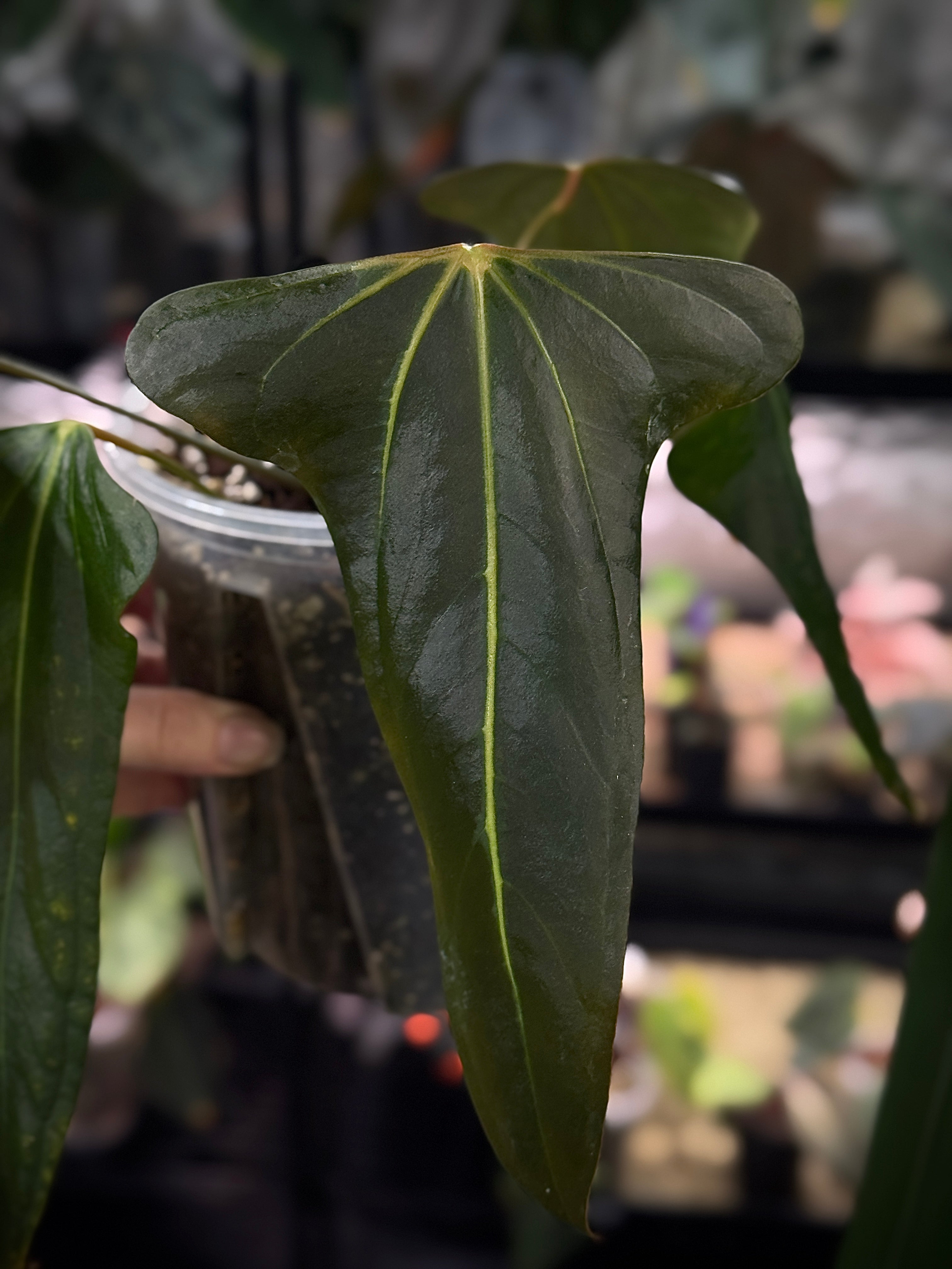 NFS: Anthurium Indo Portillae