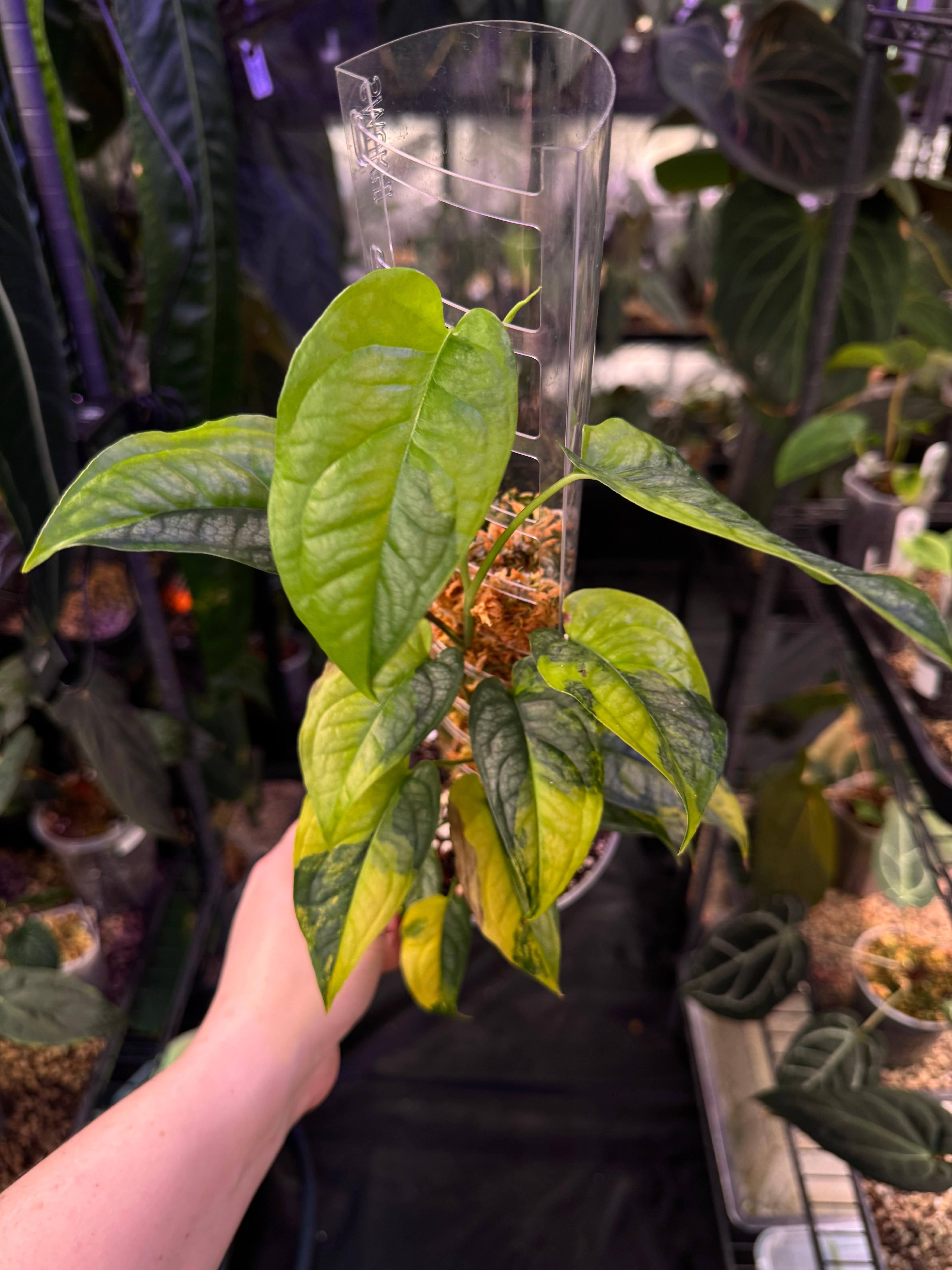 Monstera Siltepecana Aurea - Cuttings - SMUKHI