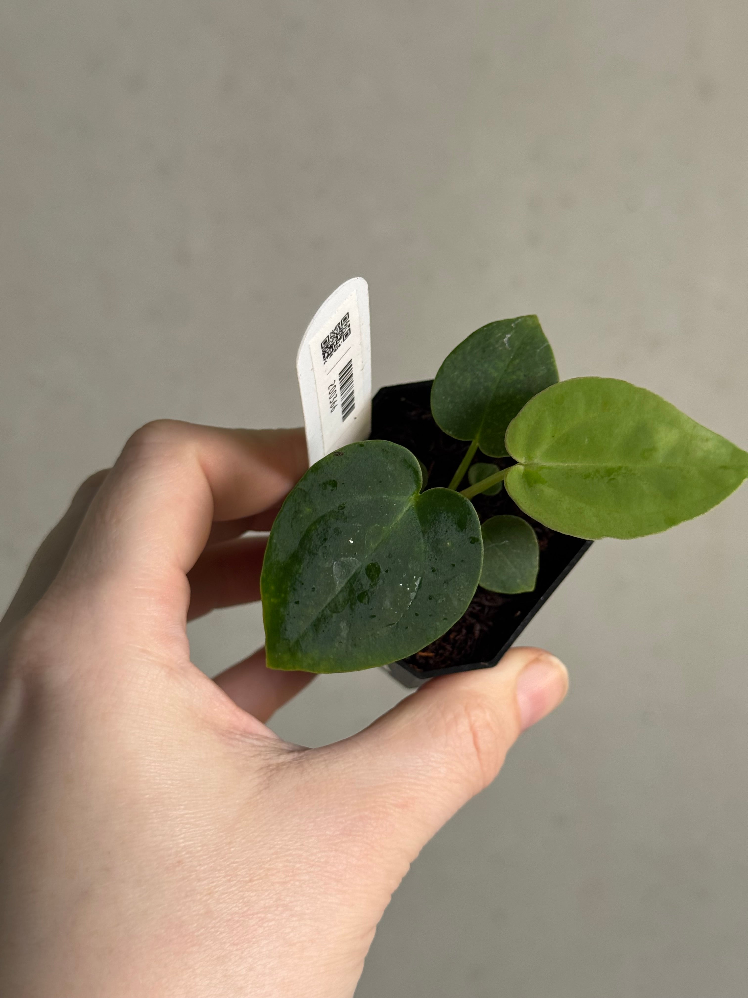 Anthurium (DocBlock Zara '29' x (Michelle x Zara)) '28' x BVEP (‘Round’ x ‘Felix’) - SMUKHI