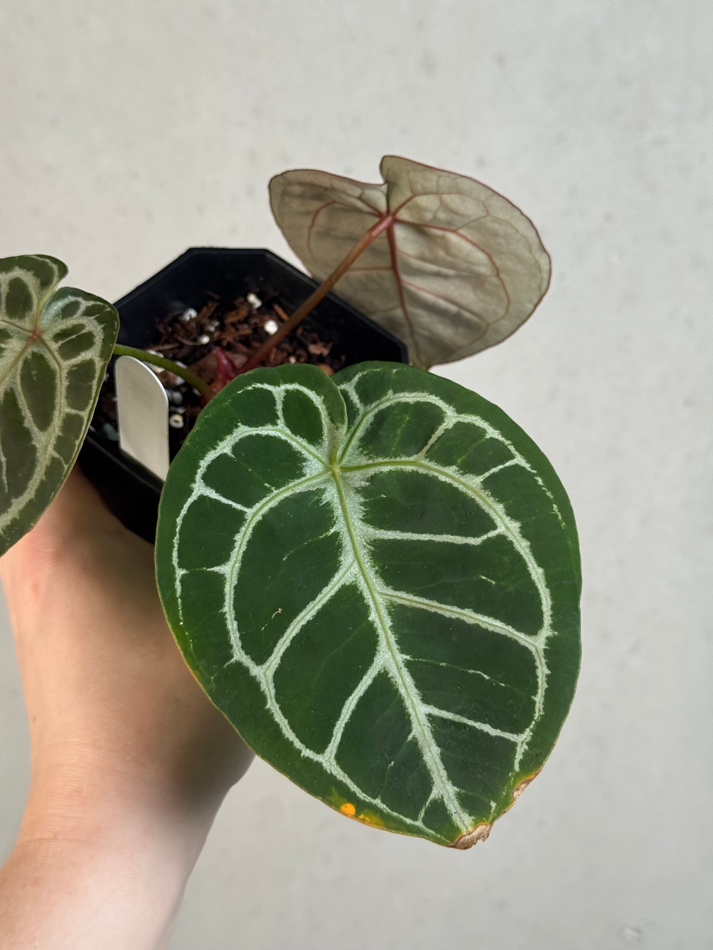 Anthurium (HU x Red Crystallinum) x self