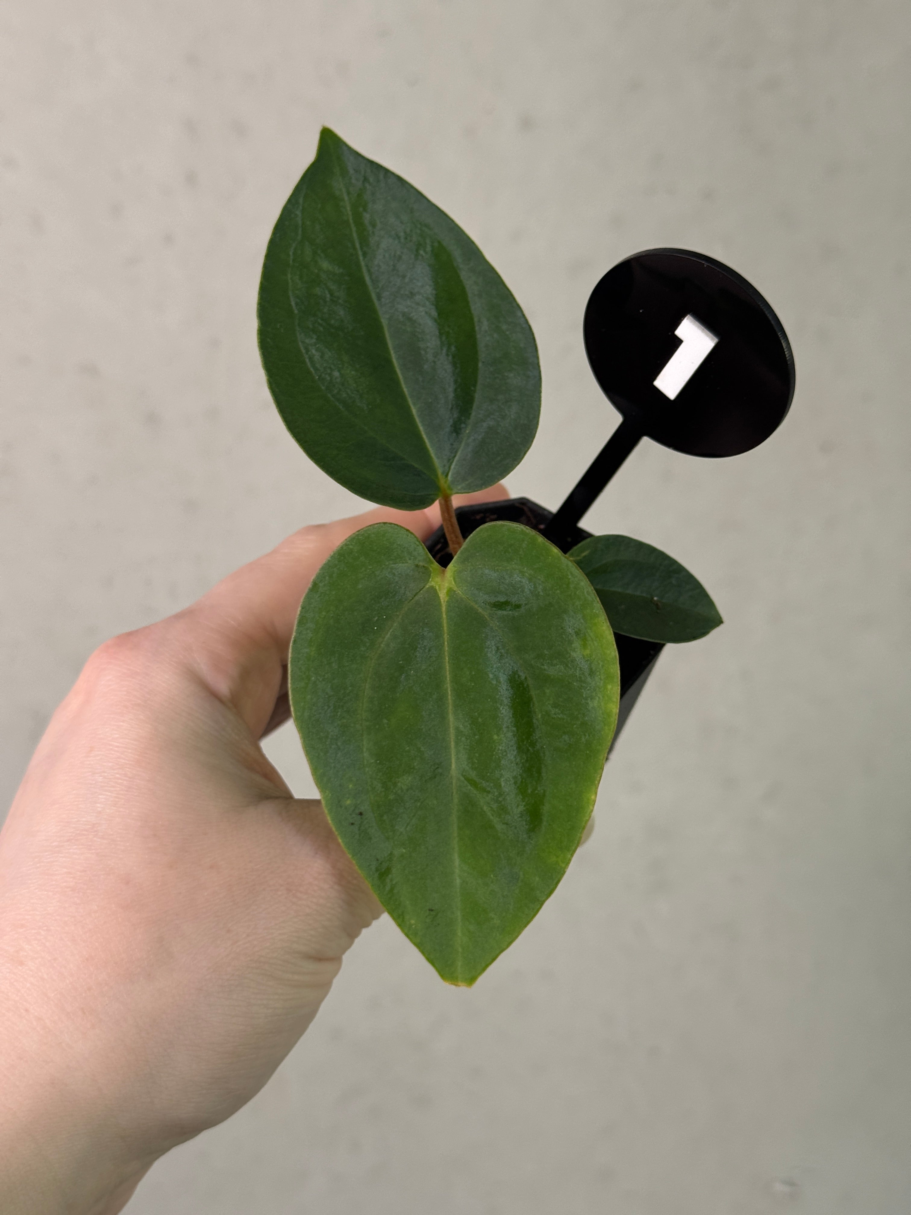 Anthurium (Papillilaminum 'Marie' x 'IL') x (Carlablackiae RD3 x FSxRL ‘Grim Reaper’)