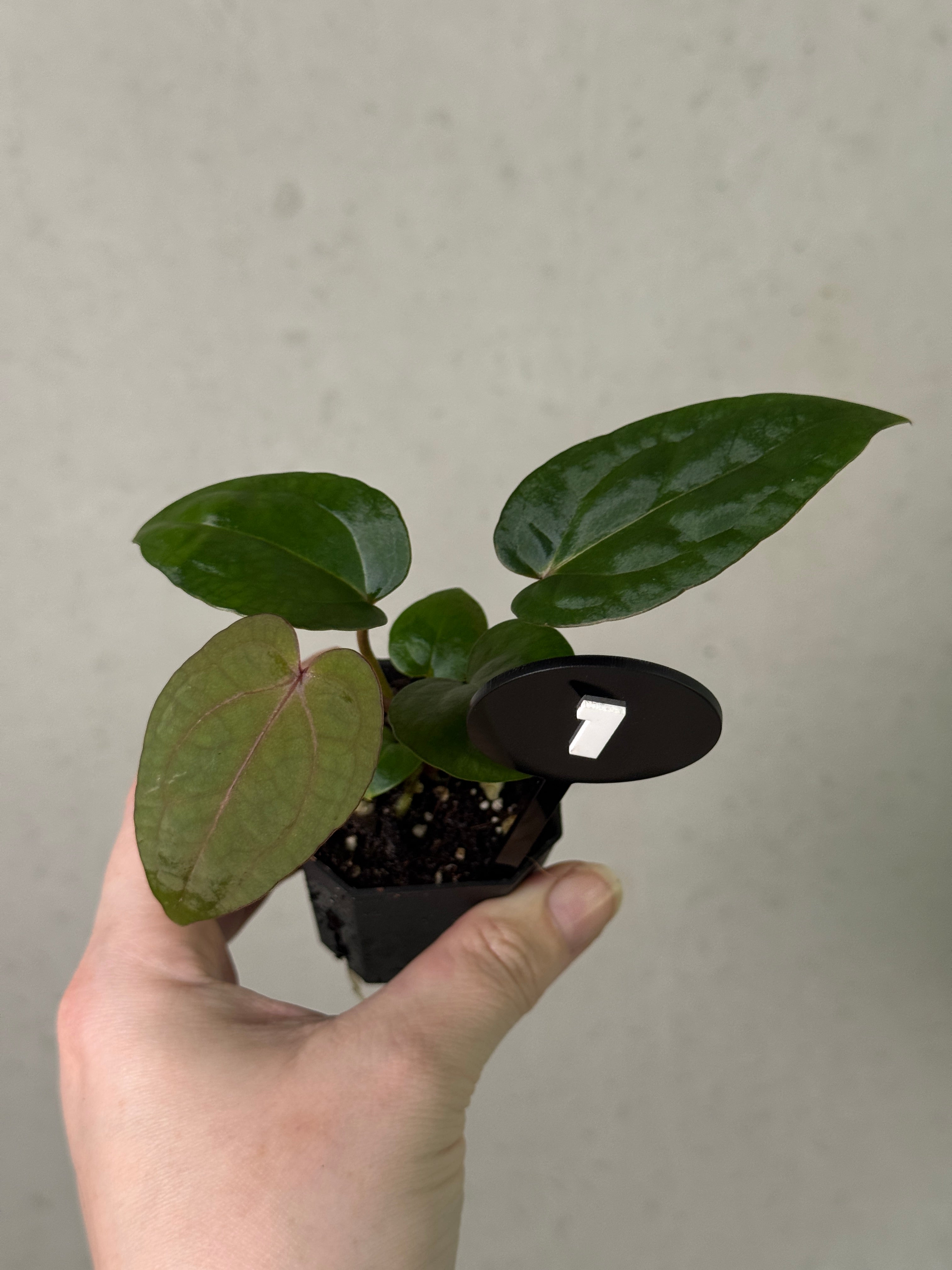 Anthurium Michelle x (?)