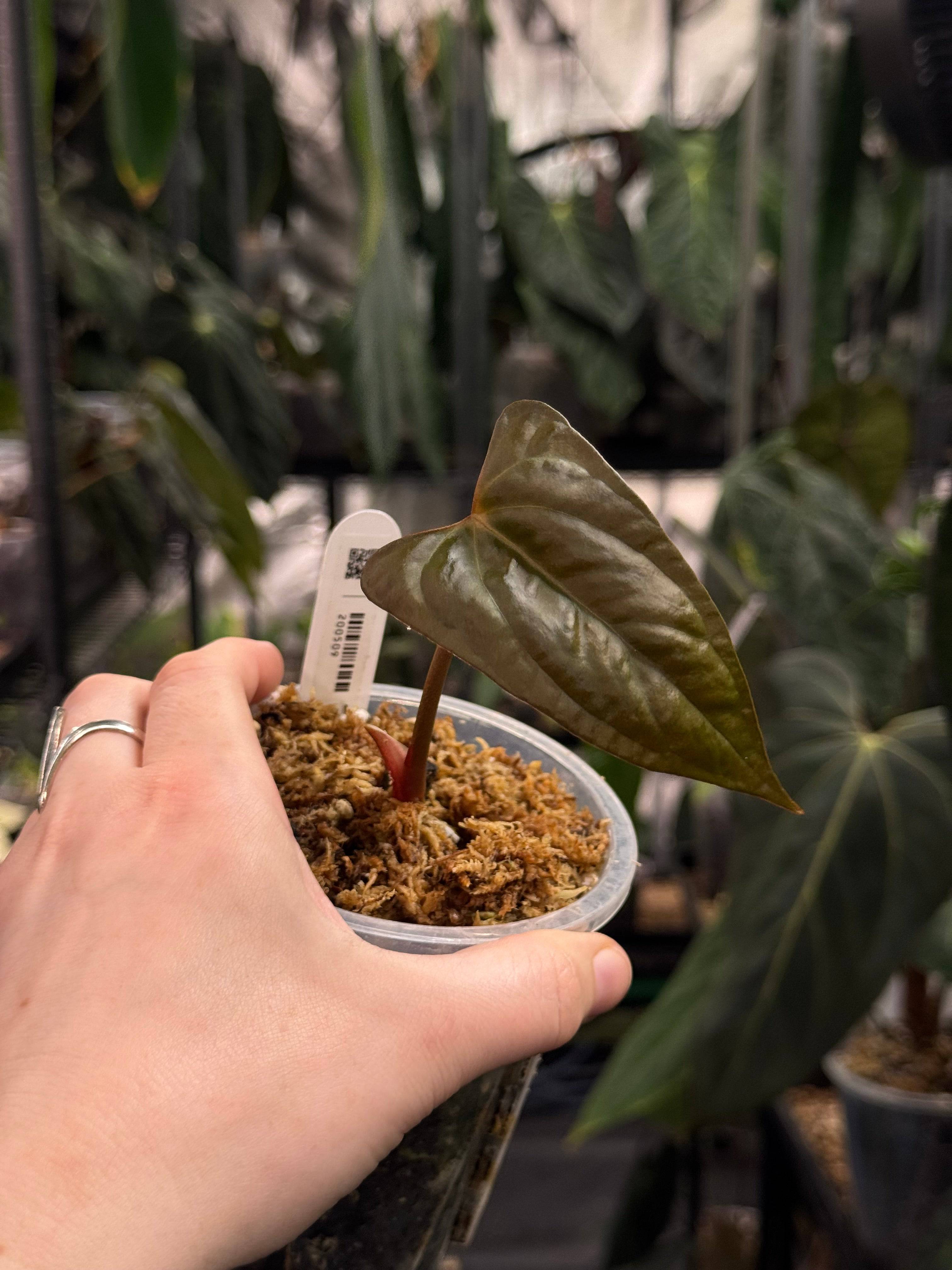 Anthurium Papillilaminum XOne x Indo Portillae - Clone - SMUKHI