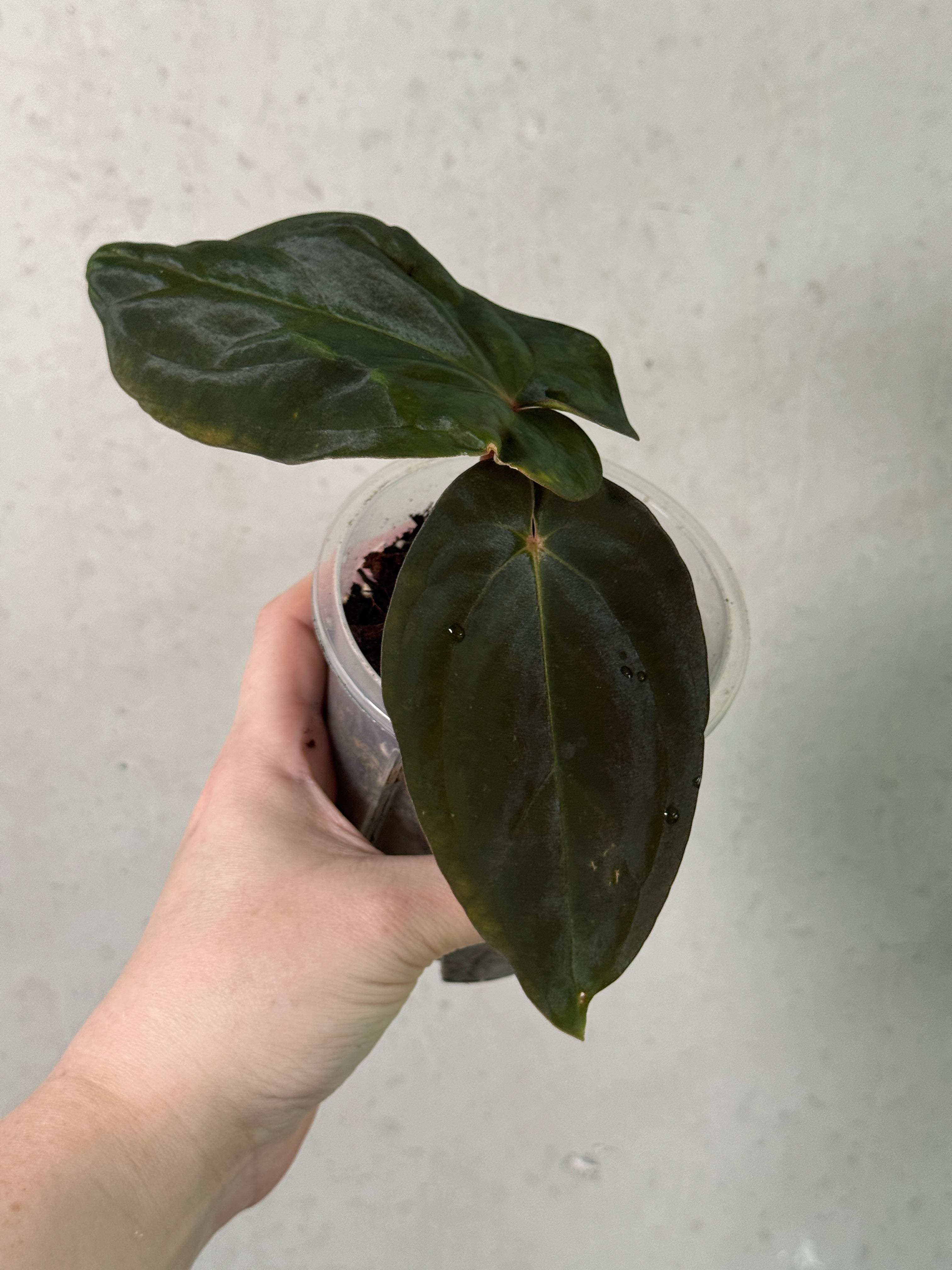 Healthy Anthurium BVEP Felix x sp. Nov DF plant by Justin Jones with vibrant green leaves and lush foliage.