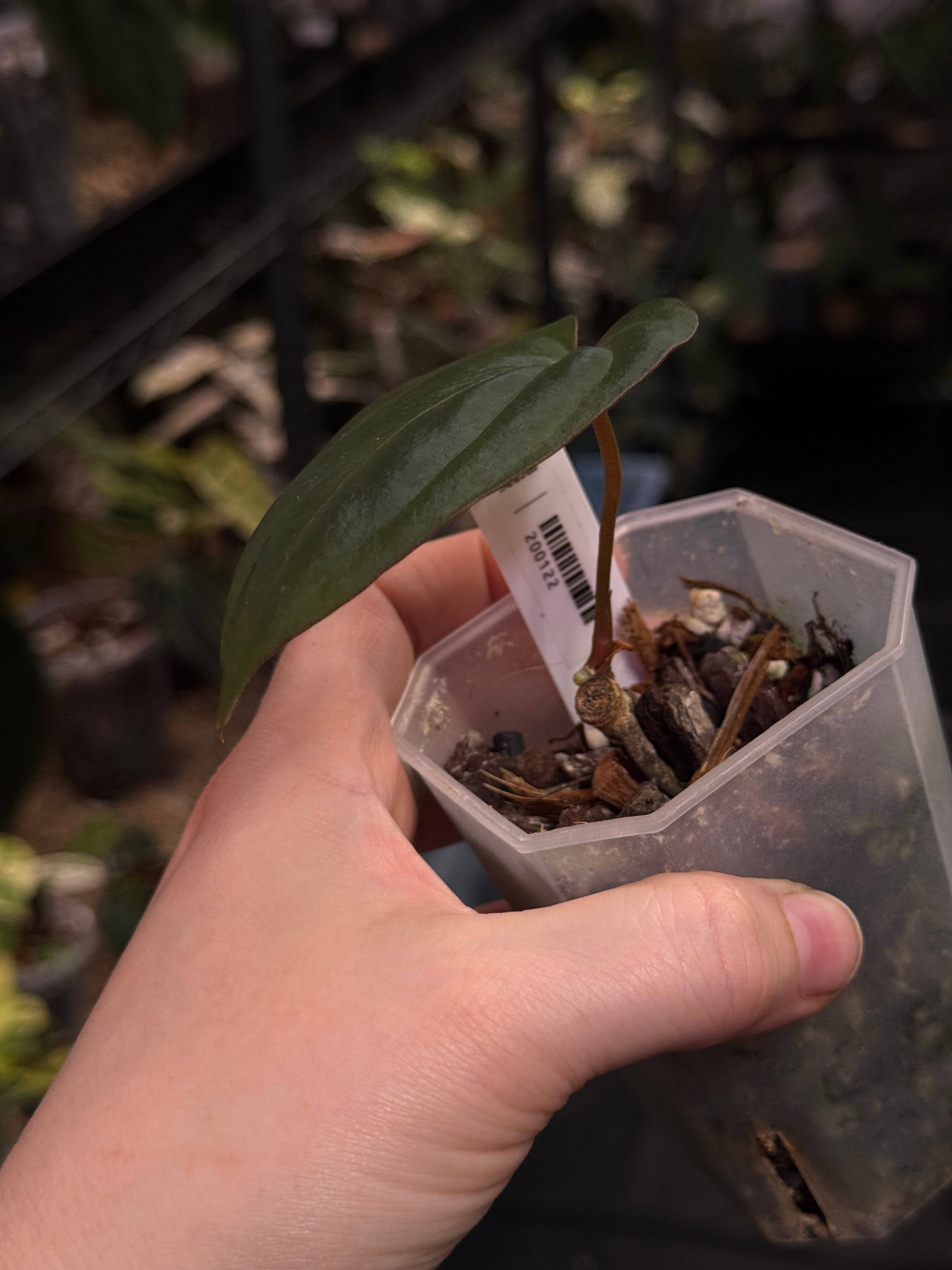 Anthurium BVIT x Red Vein Dark Phoenix - SMUKHI