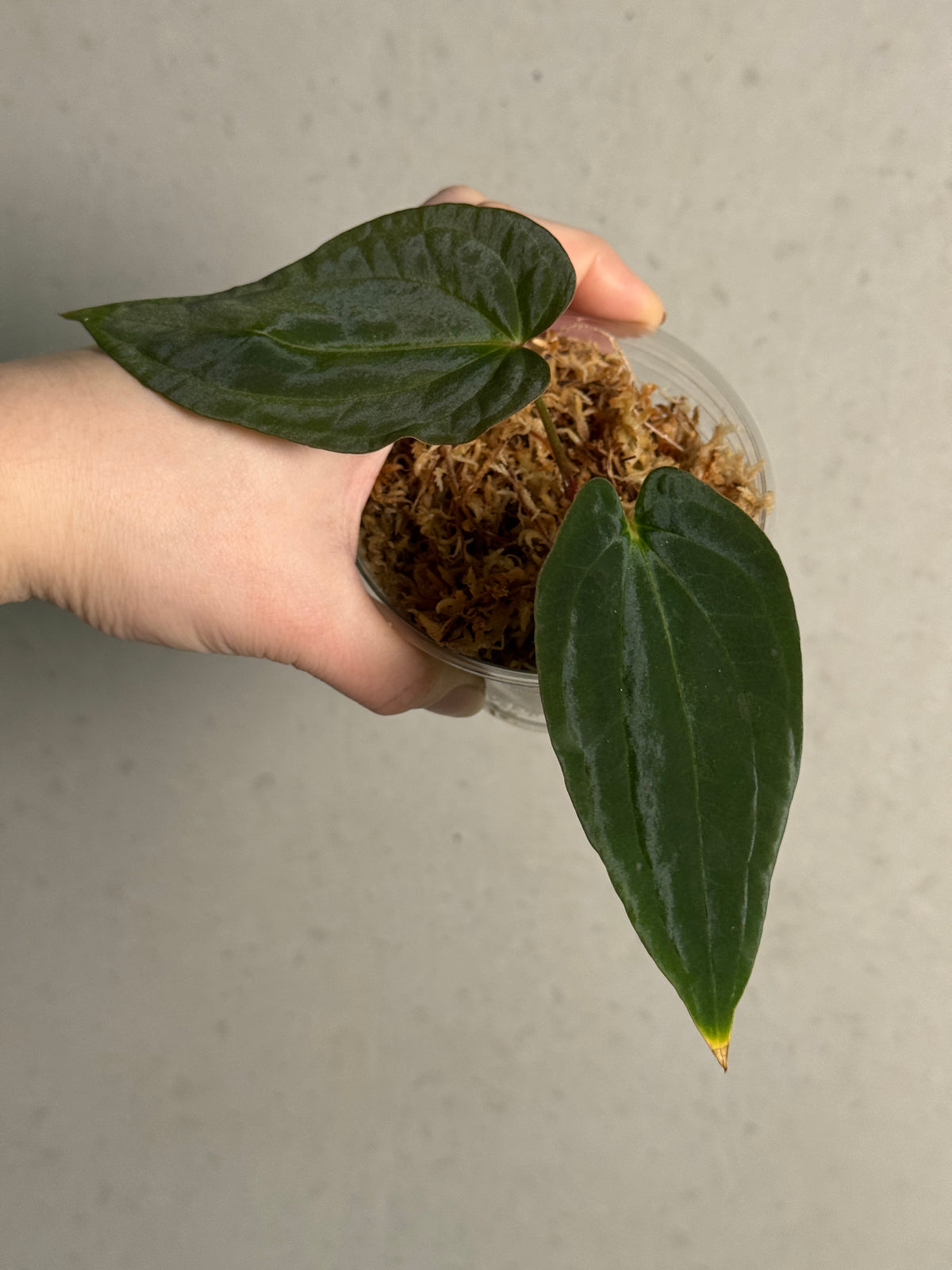 Anthurium BVEP plant from AABexotics showing glossy green leaves and vibrant spathes with a lush, tropical appearance.