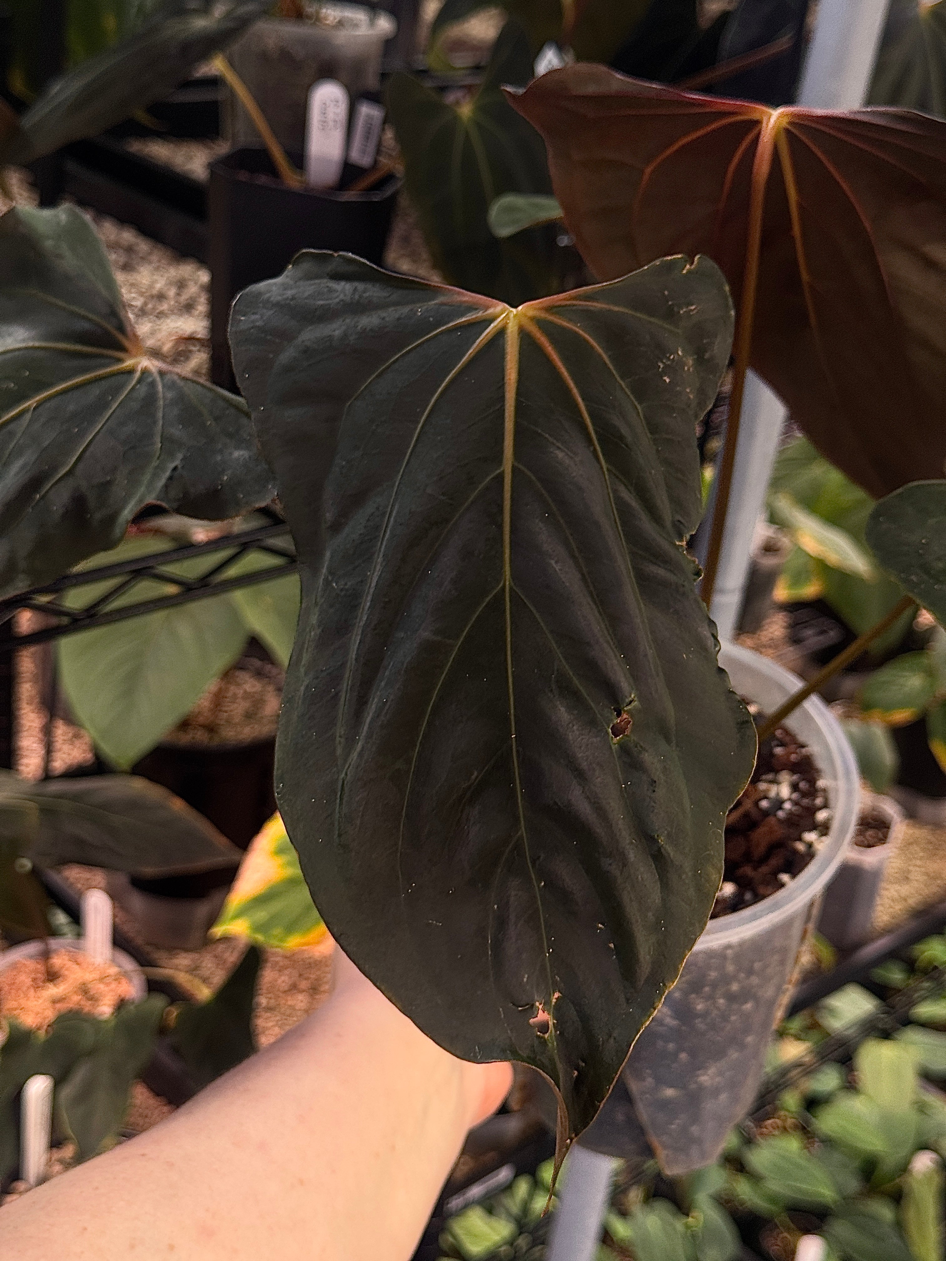 NFS: Anthurium Ralph Lynam S1