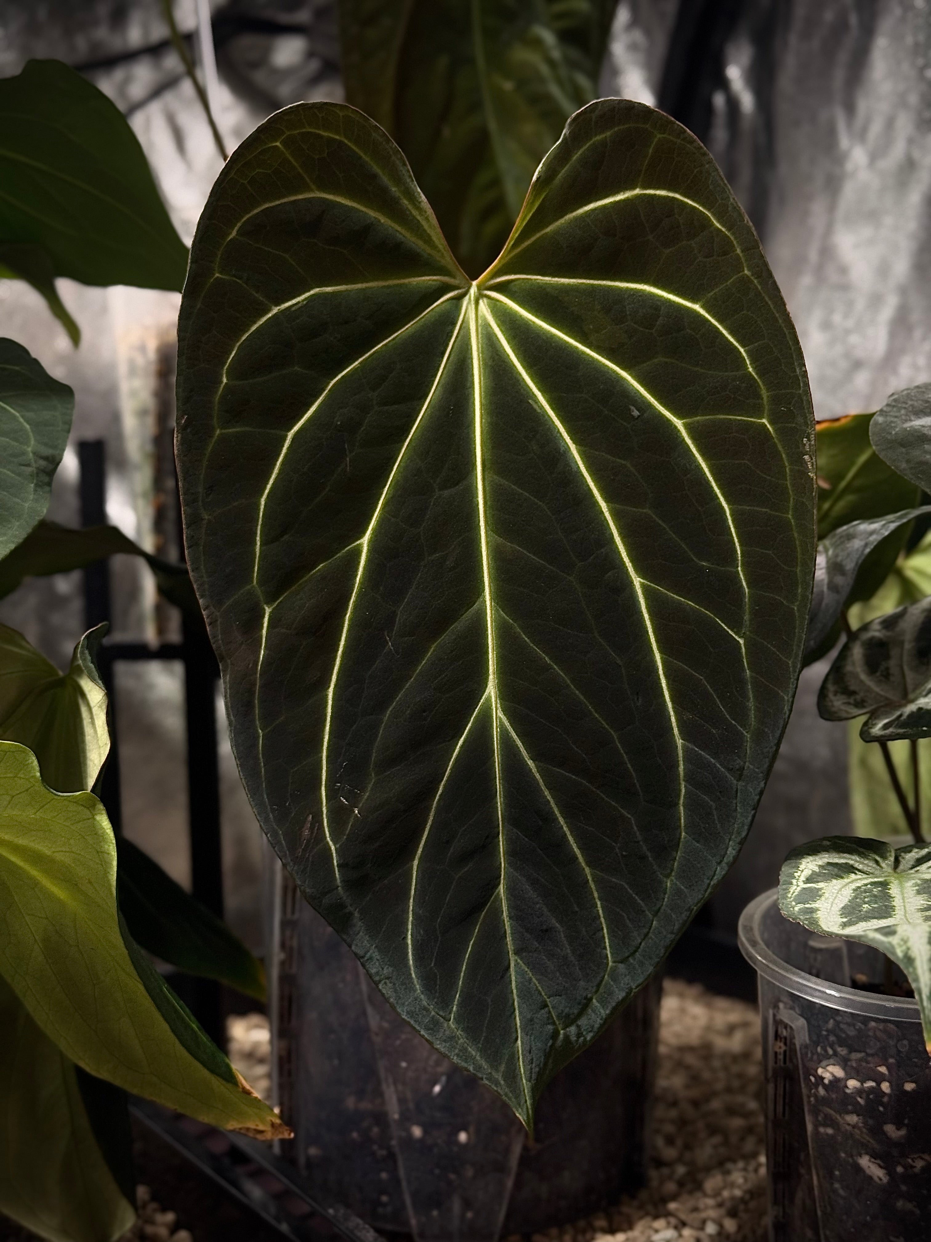 Anthurium DocBlock Black Widow '13' x '43' #3 - Clone - Pre-order - SMUKHI