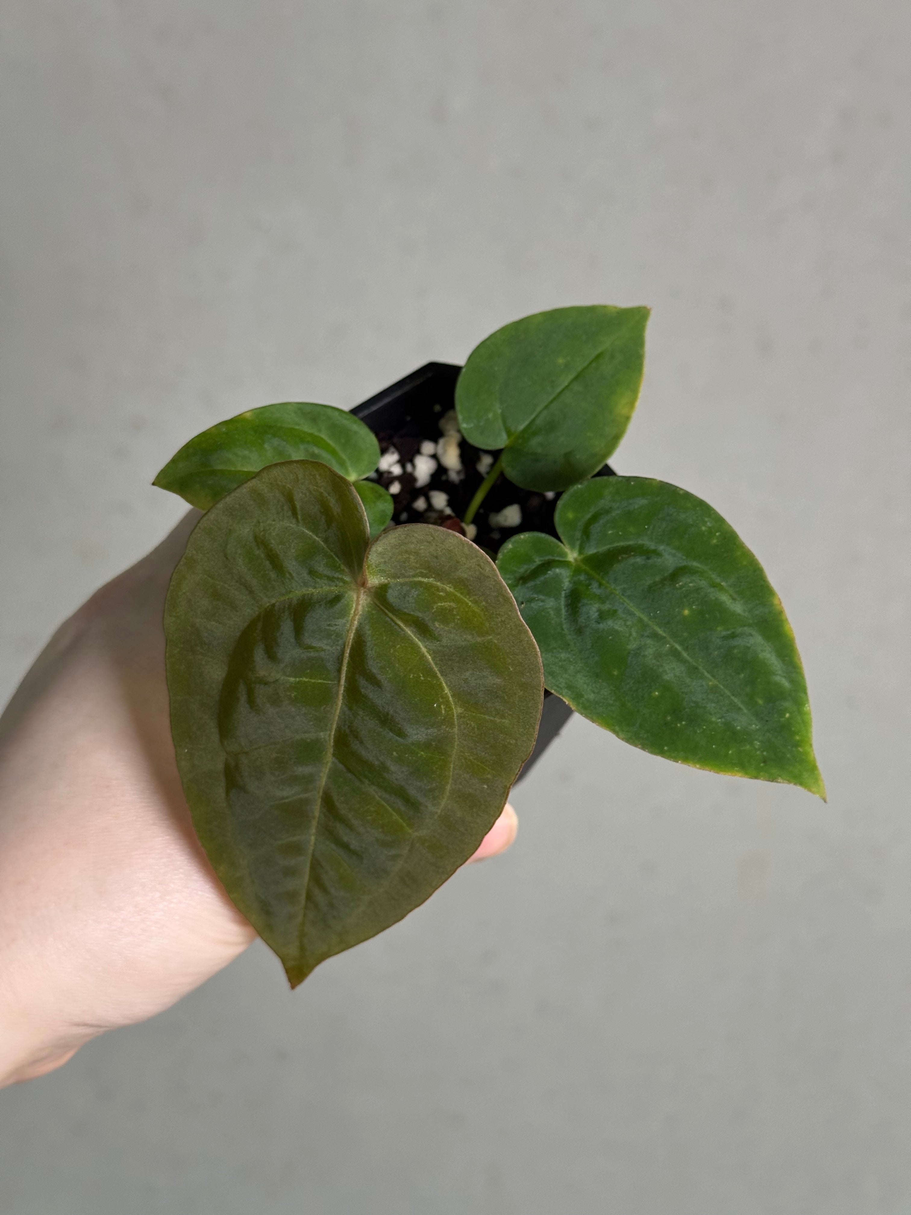 Anthurium Michelle x Papillilaminum ‘Guna Yala’ - SMUKHI