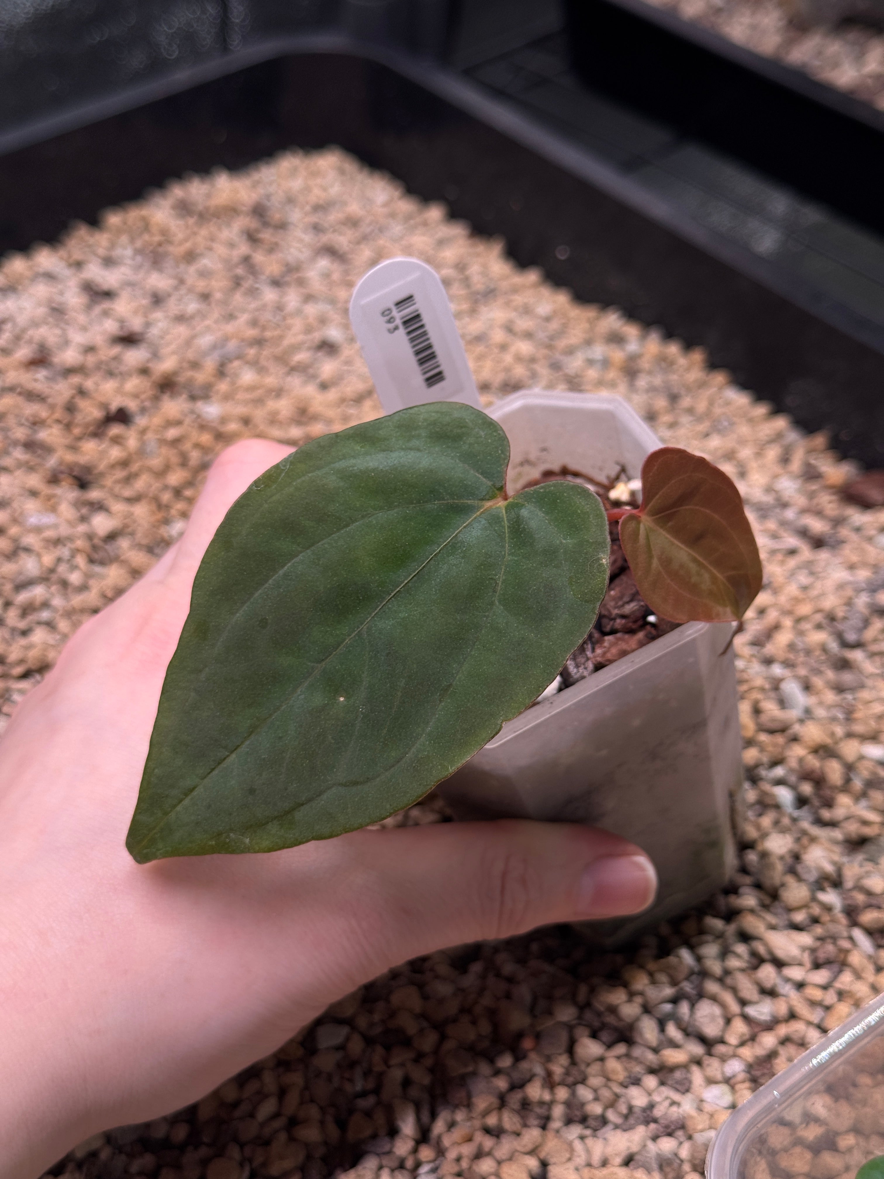 Anthurium FSxRL x RLxFS - Clone