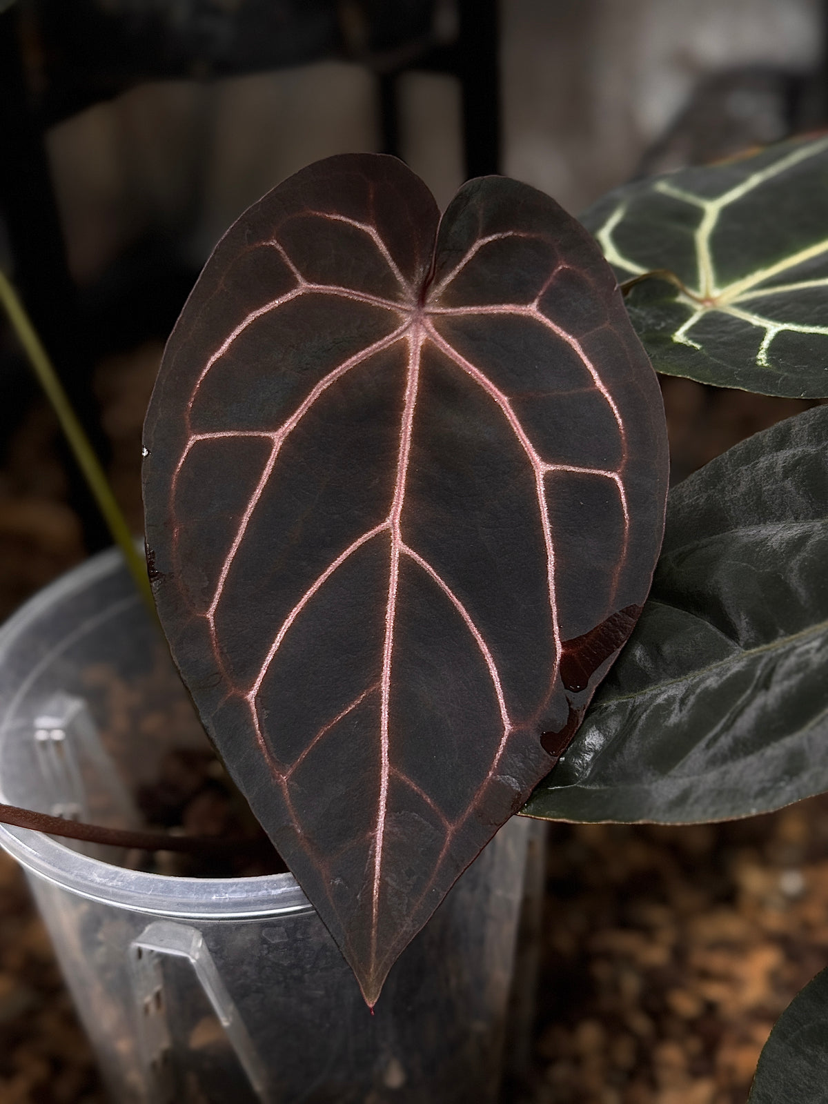 NFS: Anthurium Black Widow '43' x Red Velvet Cake '24'