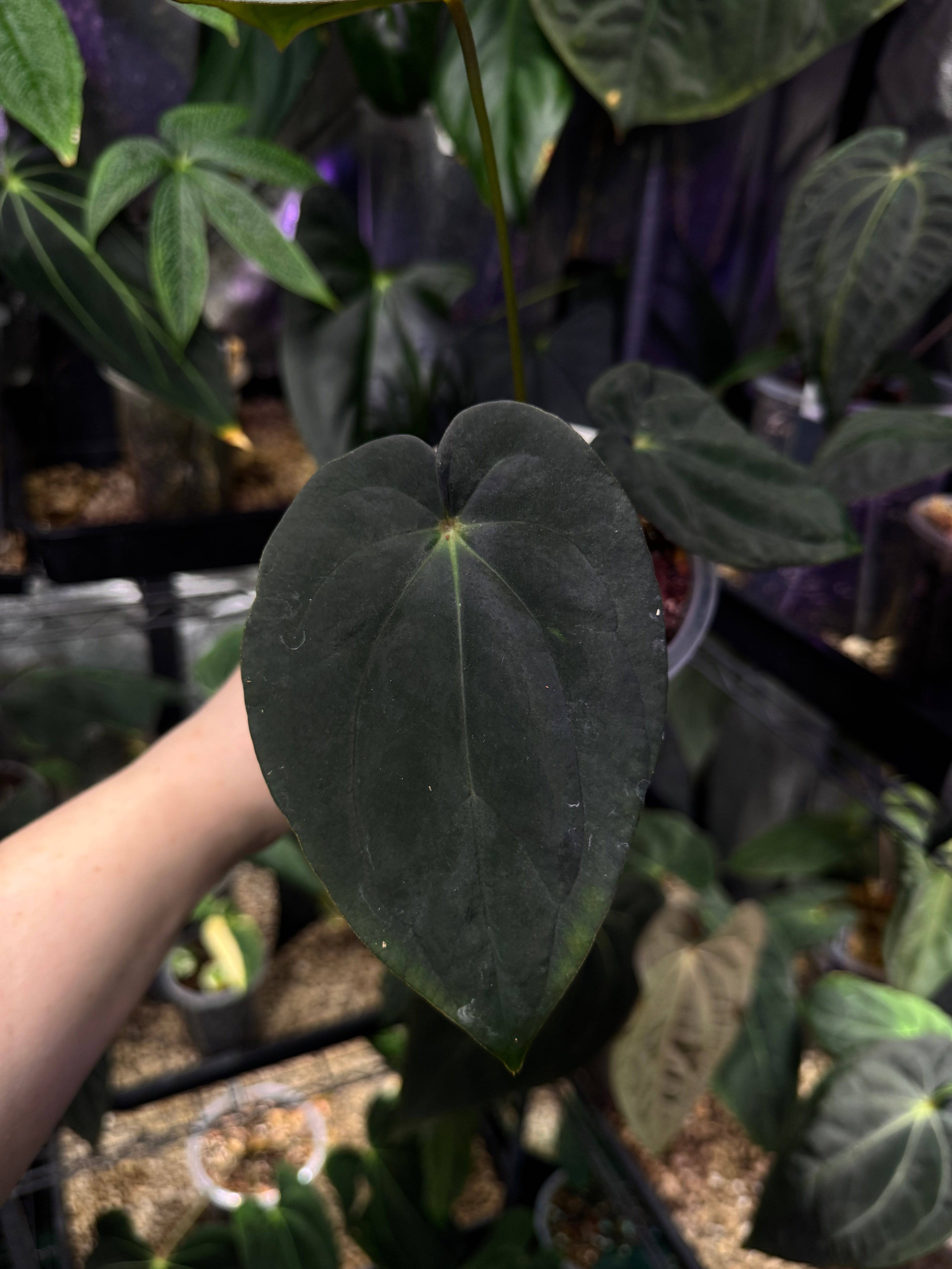 NFS: Anthurium BVEP (Round x Felix) x Felix #1 - SMUKHI