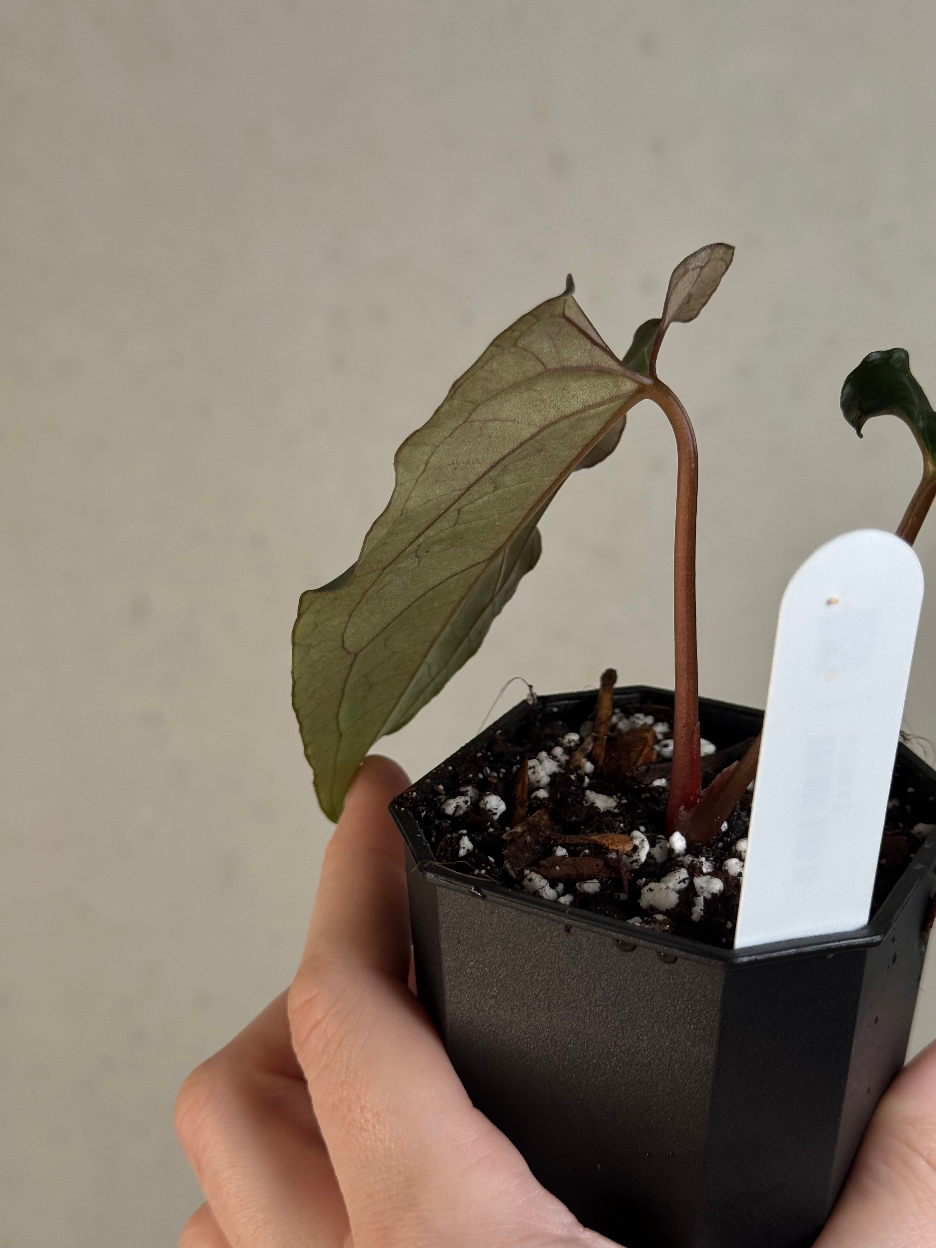 Anthurium Ralph Lynam x self - Clone - Pre-order