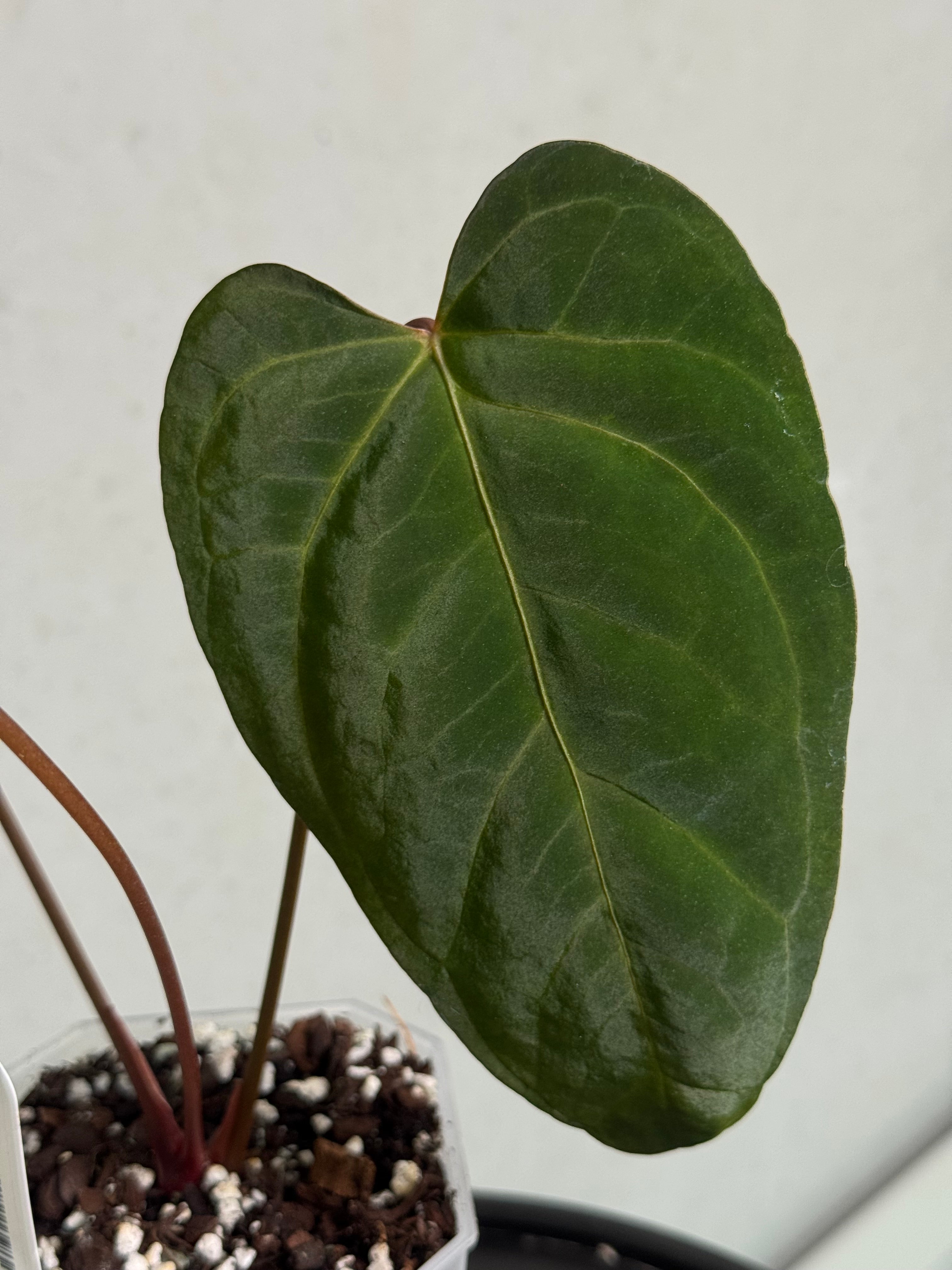 Anthurium Indo Portillae x Papillilaminum ‘Corduroy’ - SMUKHI