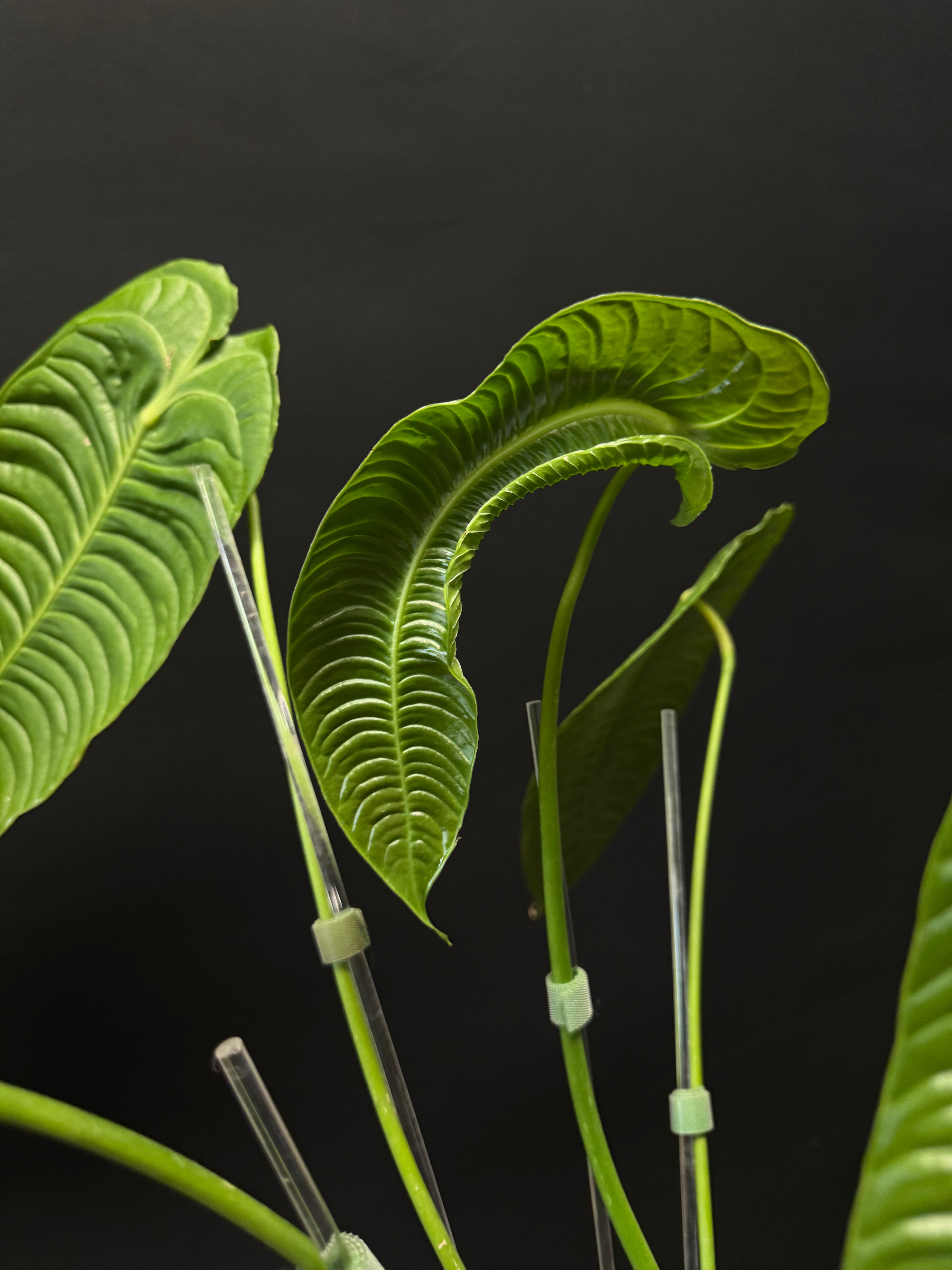 Anthurium Veitchii