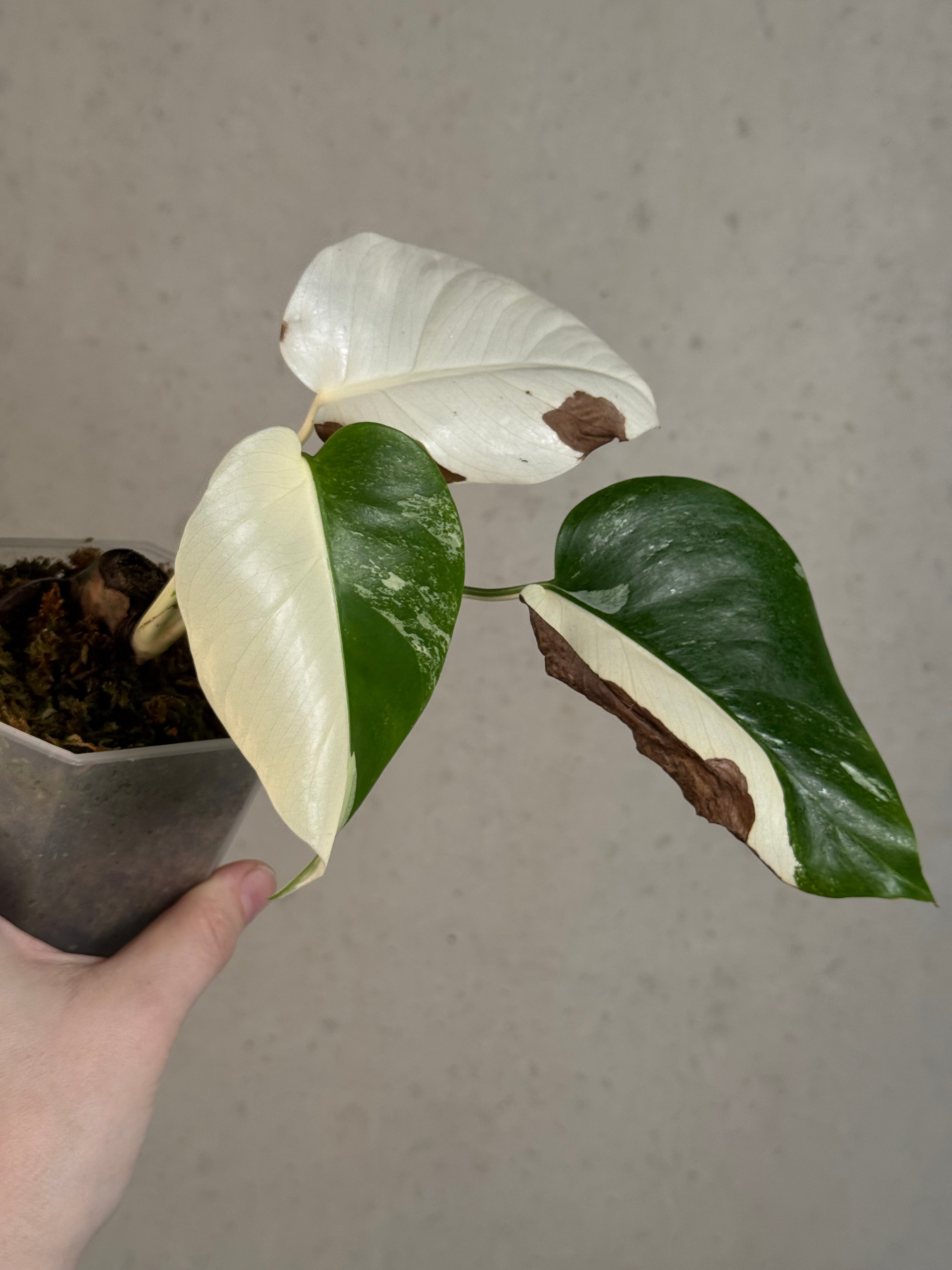 B-Grade/Sad Plants - Various Plants