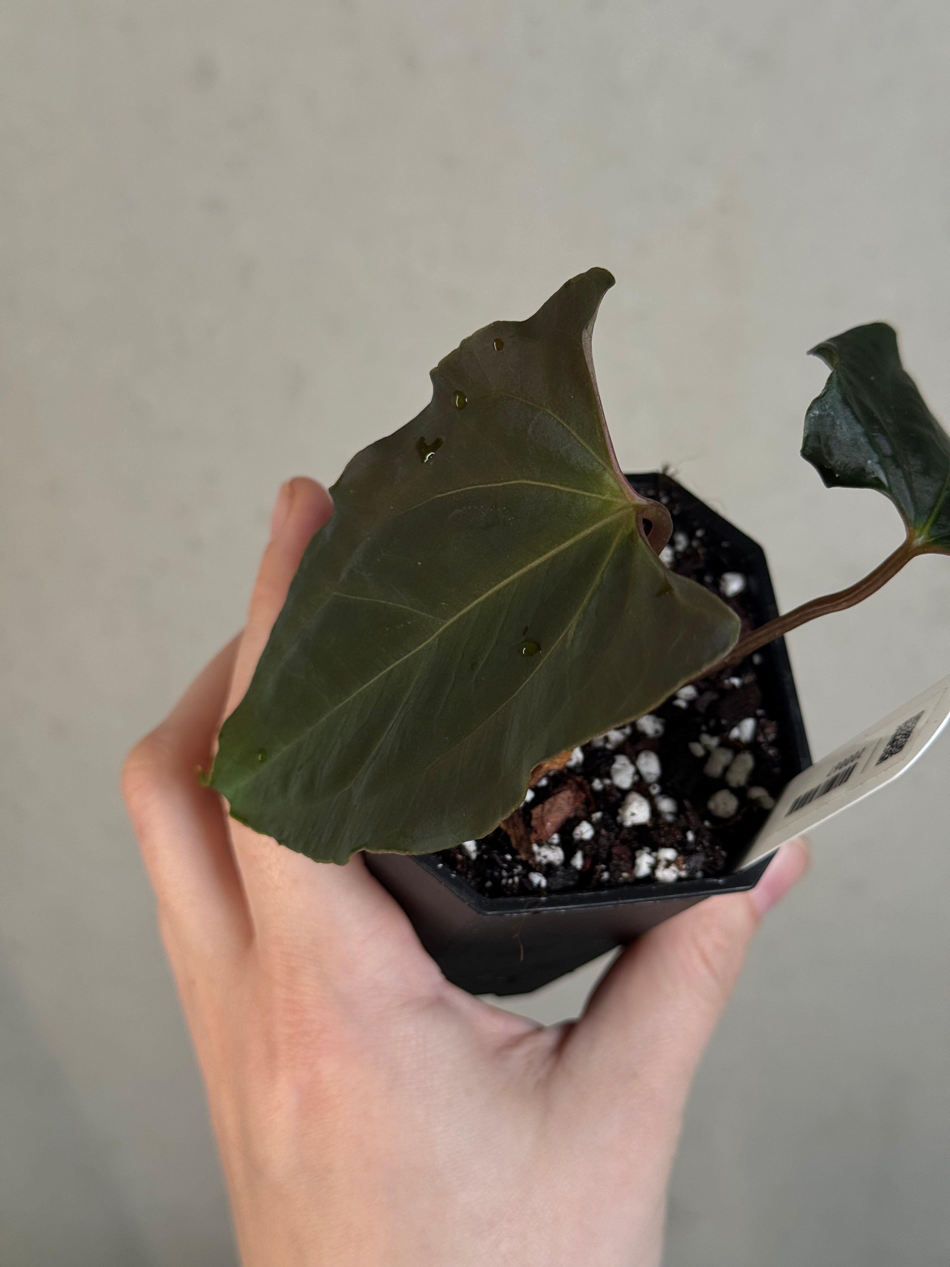Anthurium Ralph Lynam x self - Clone - Pre-order