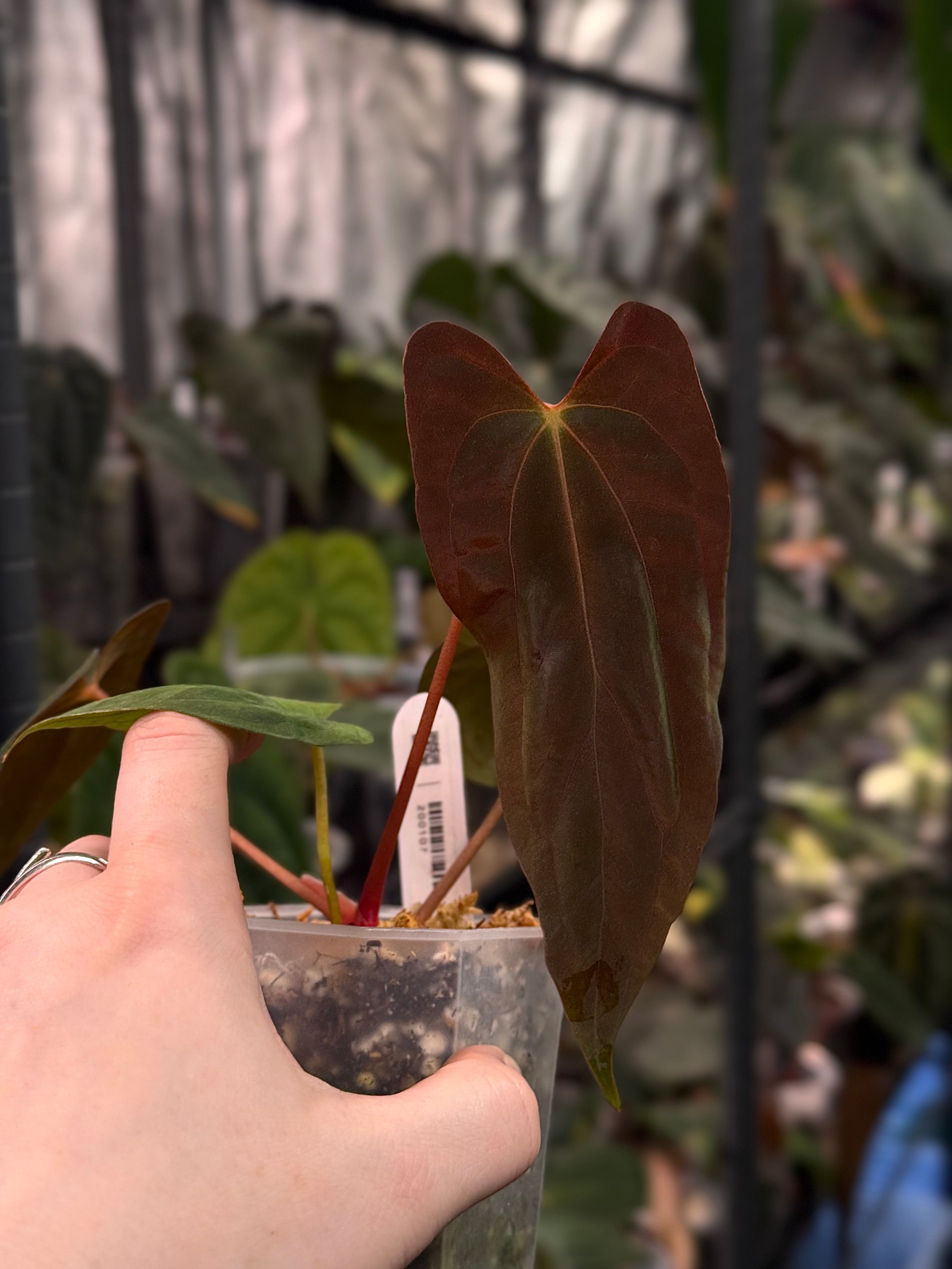 Anthurium Papillilaminum ‘Marie’ - Clone