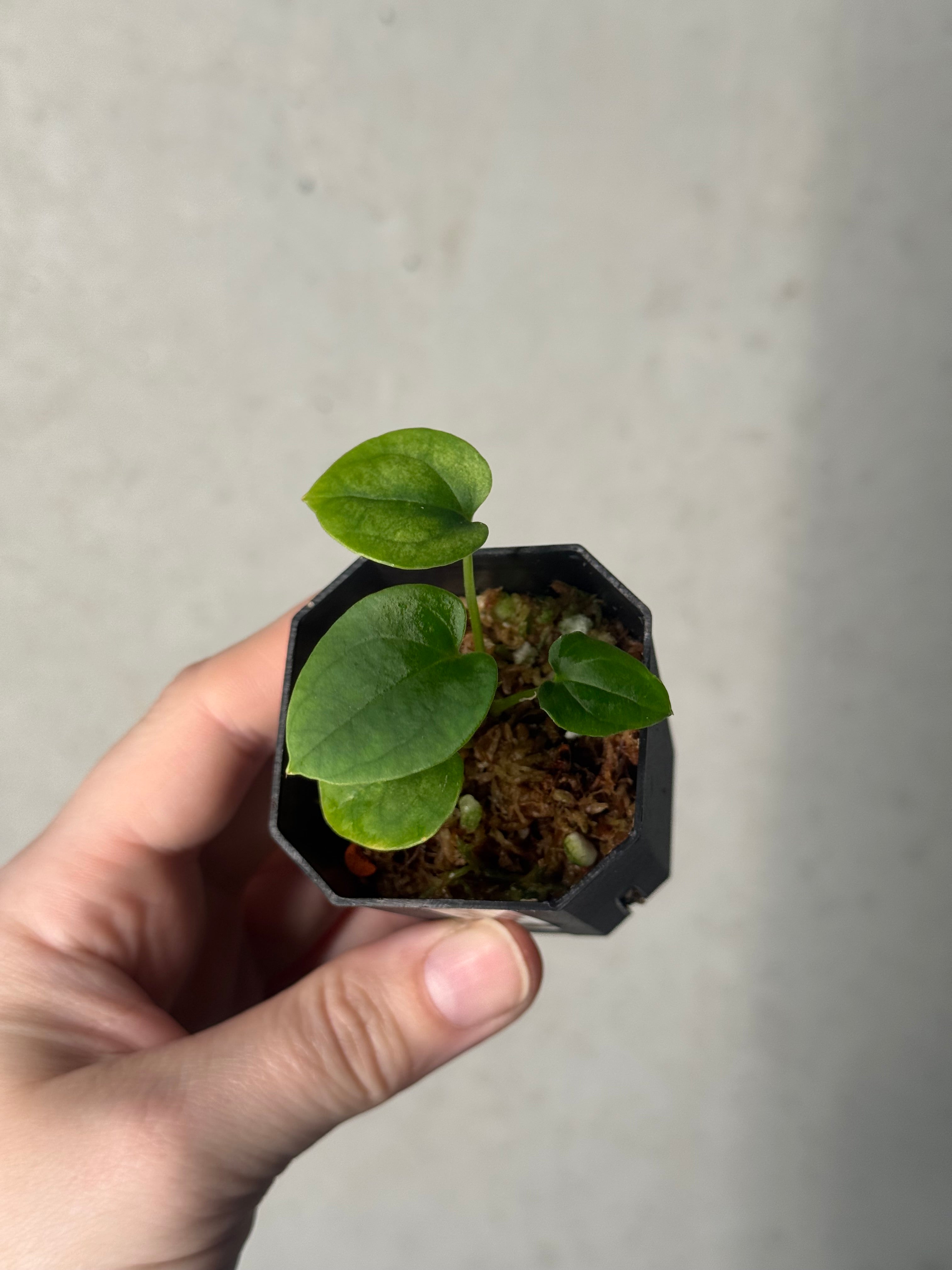 Anthurium BVEP (WU1 x 'Oliver') x 'Supernova'