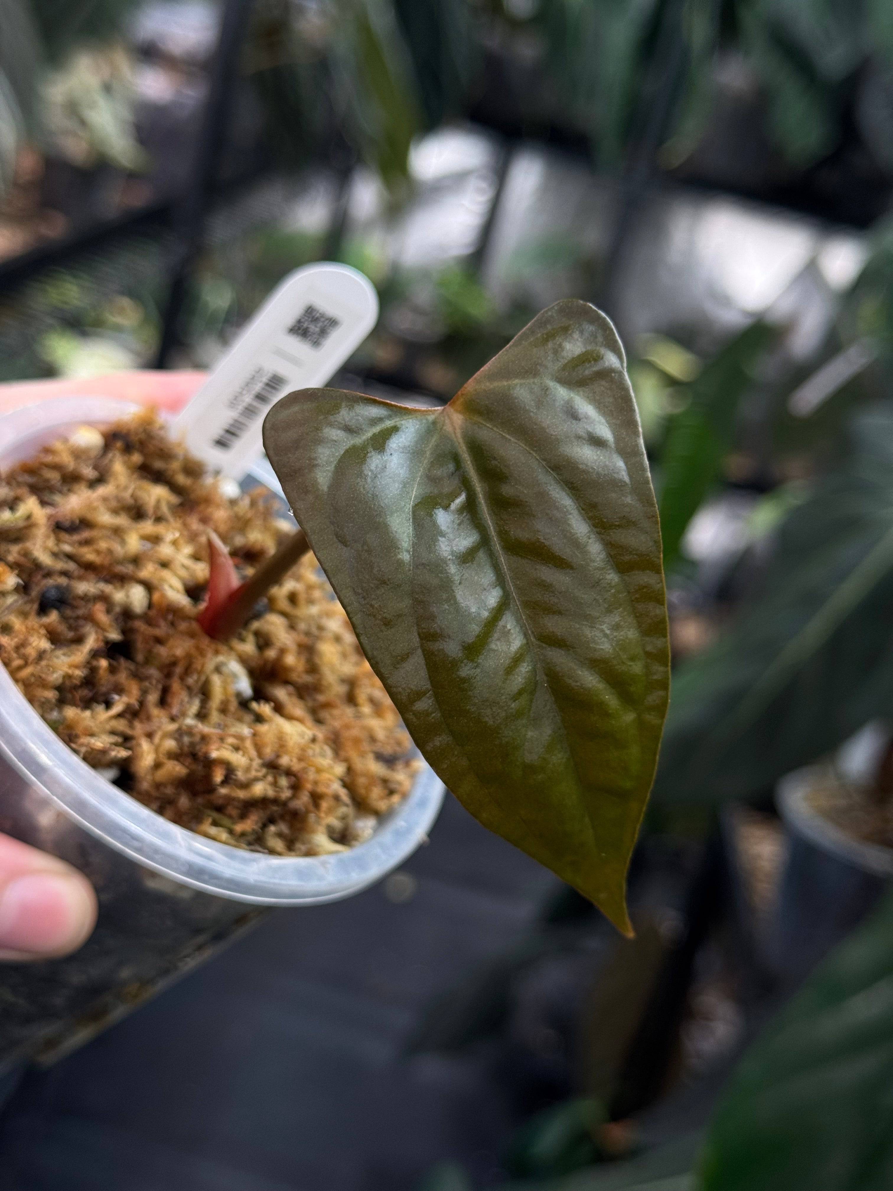 Anthurium Papillilaminum XOne x Indo Portillae - Clone - SMUKHI