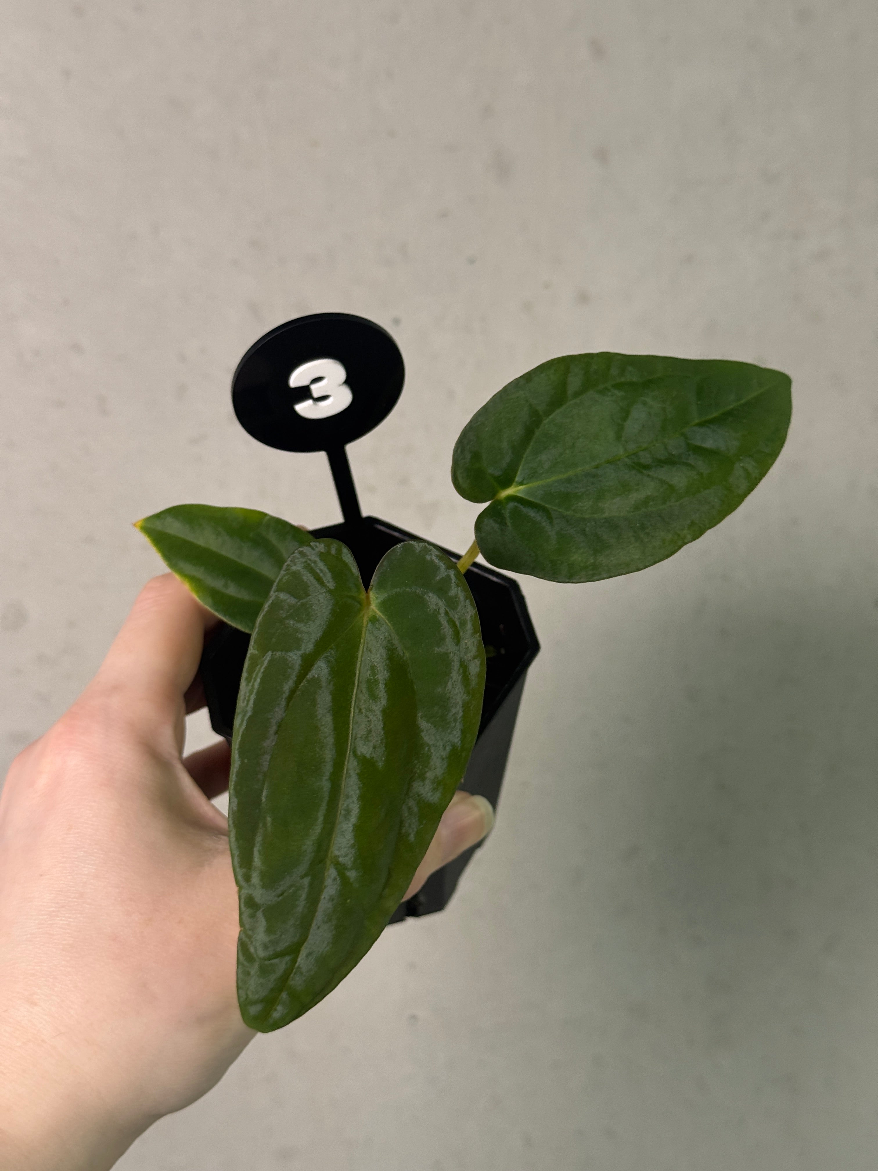Anthurium Papillilaminum Ree Gardens x BVEP (‘Round’ x RA1)