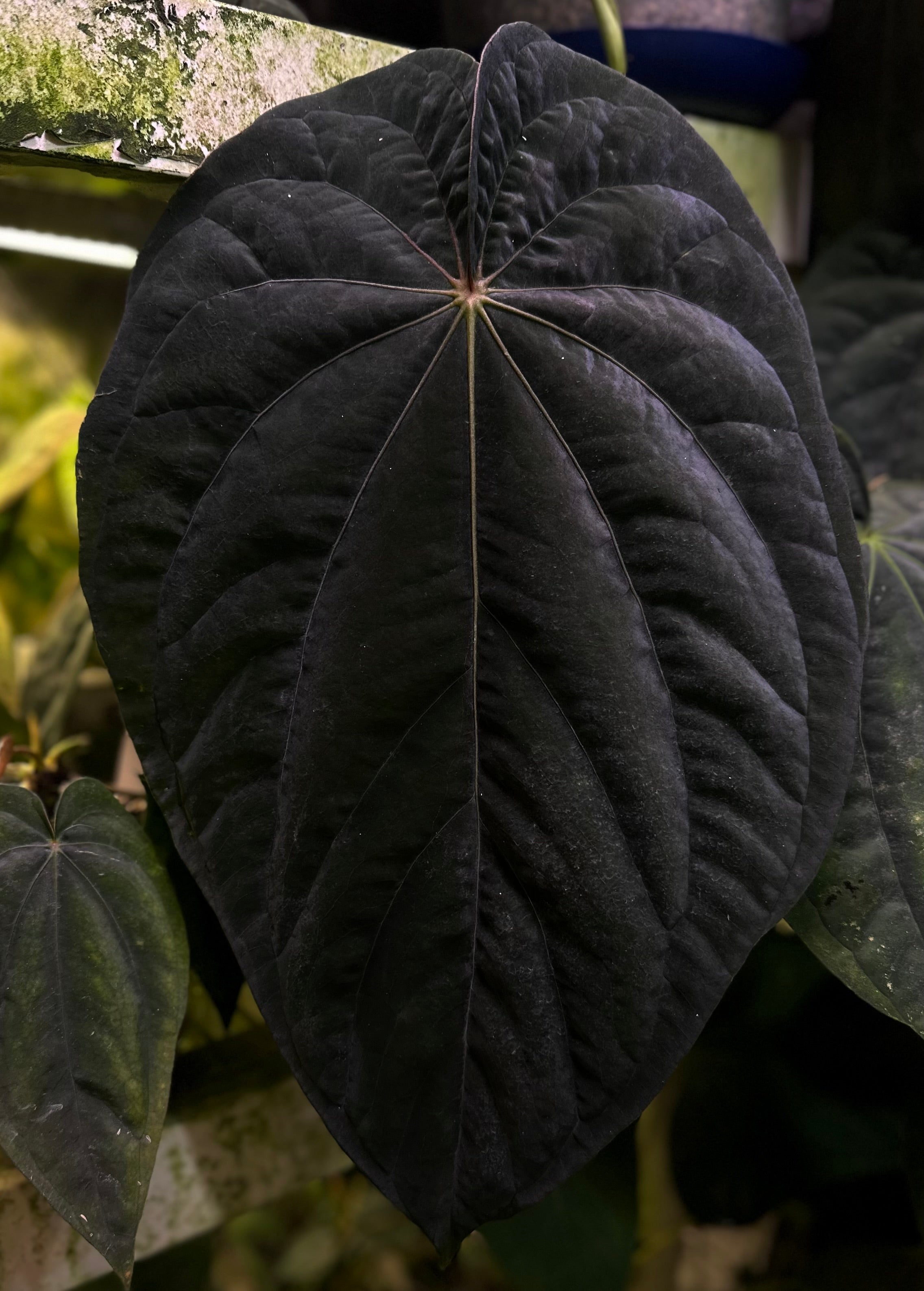 Anthurium Carlablackiae RA10 S1 x Dressleri ‘Obsidian’ - SMUKHI