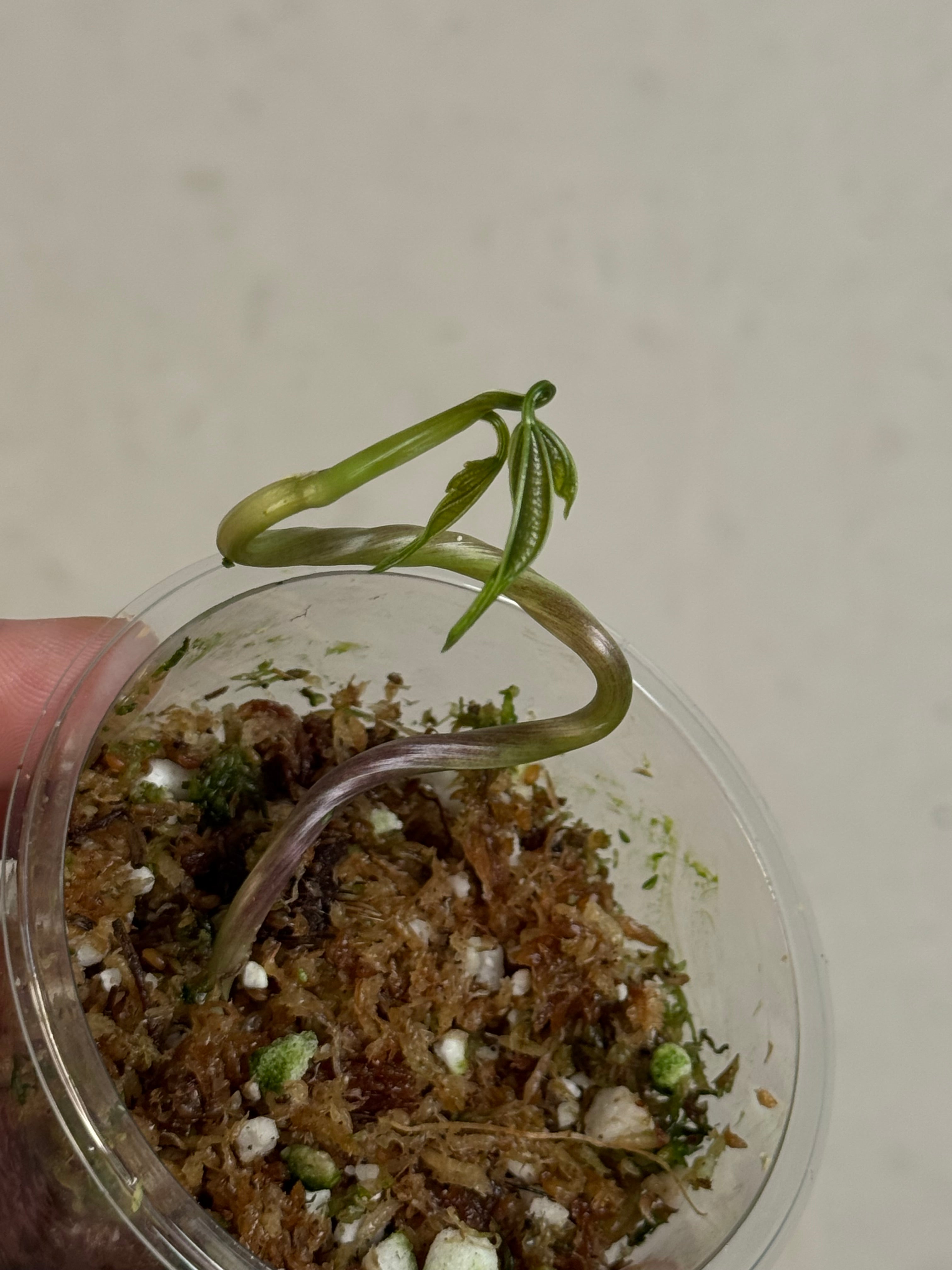 Dioscorea Sansibarensis