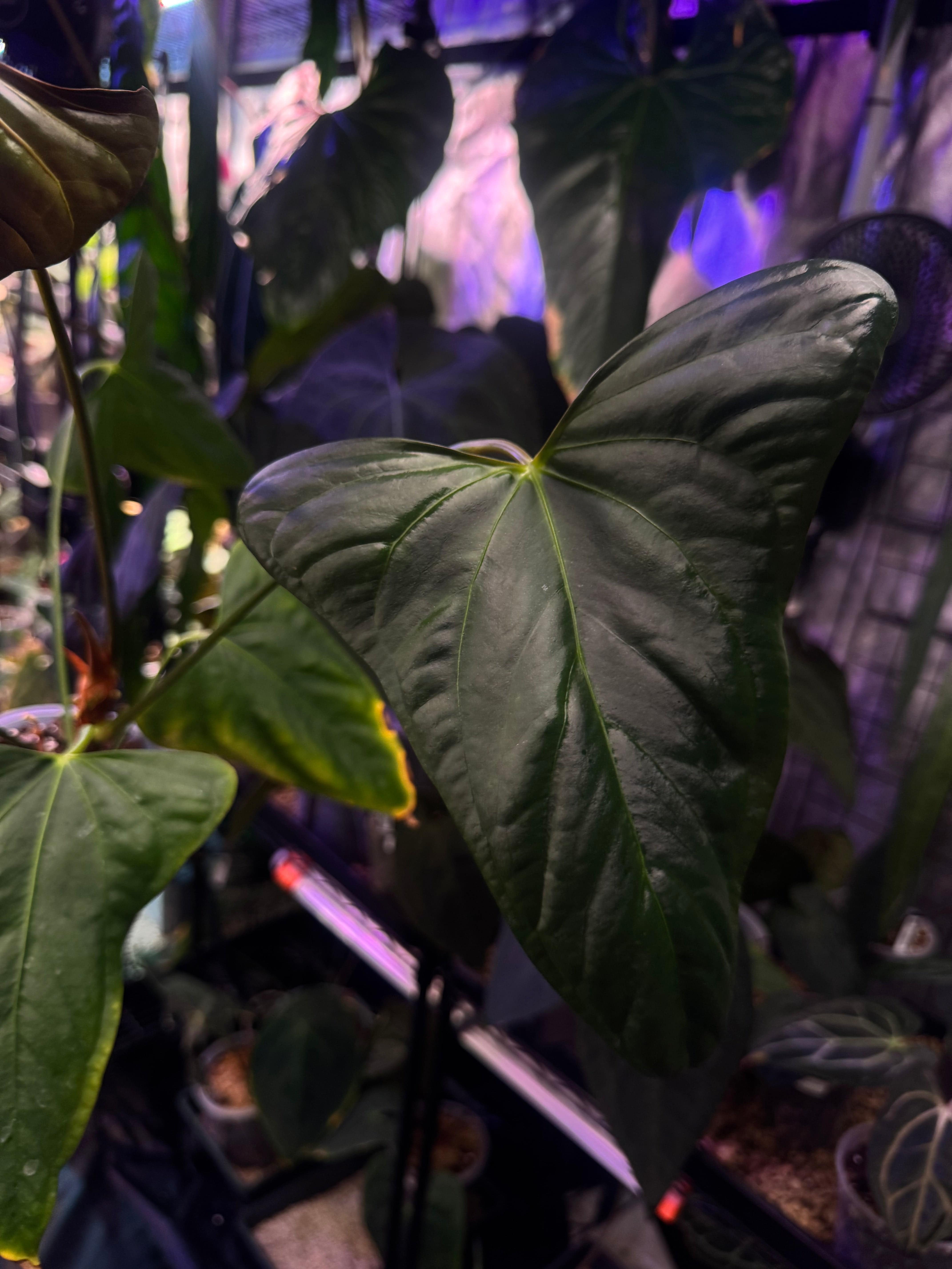 Anthurium Indo Portillae - Clone - SMUKHI