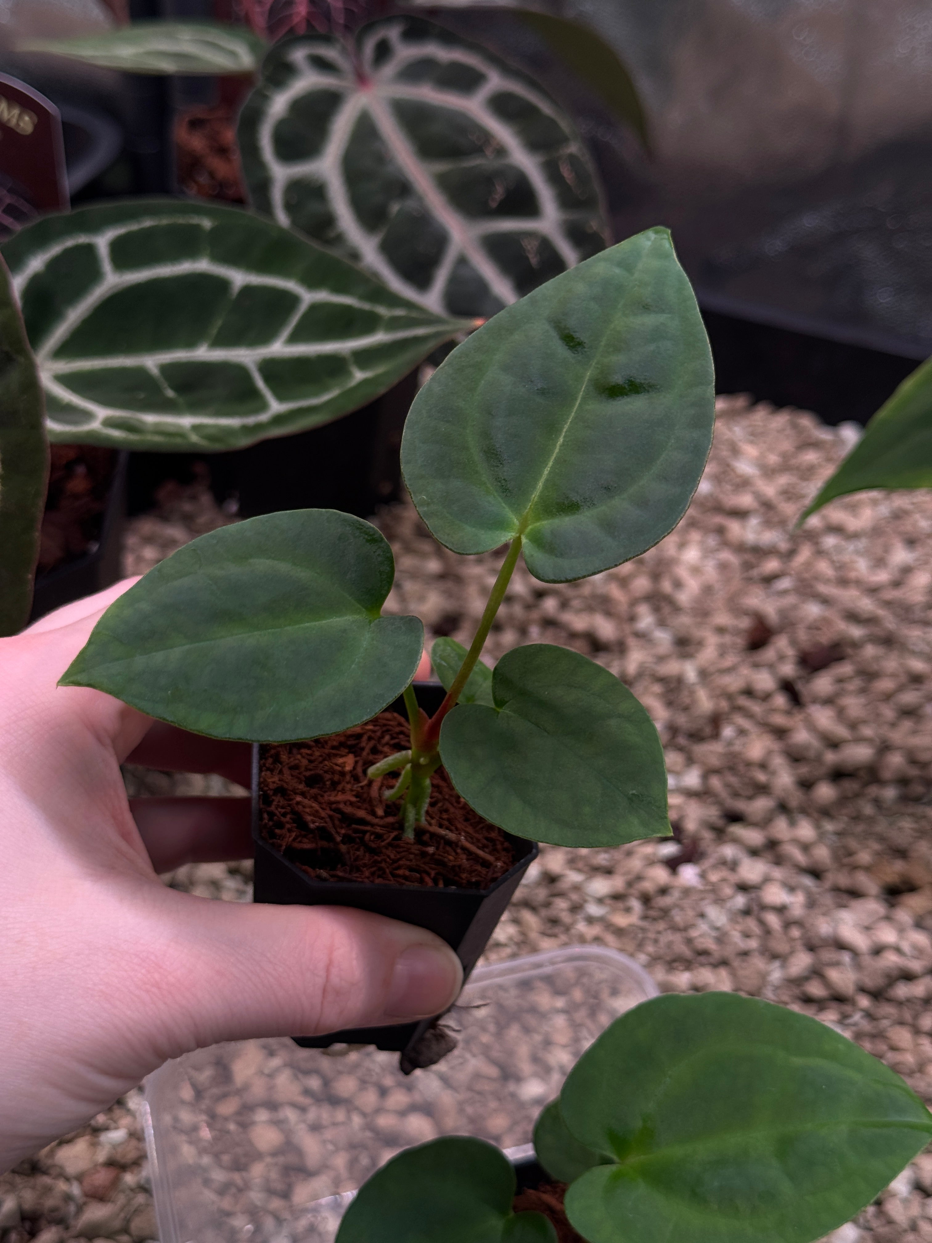 Anthurium Goliath x Dark Phoenix OR Forgetii Dark Form