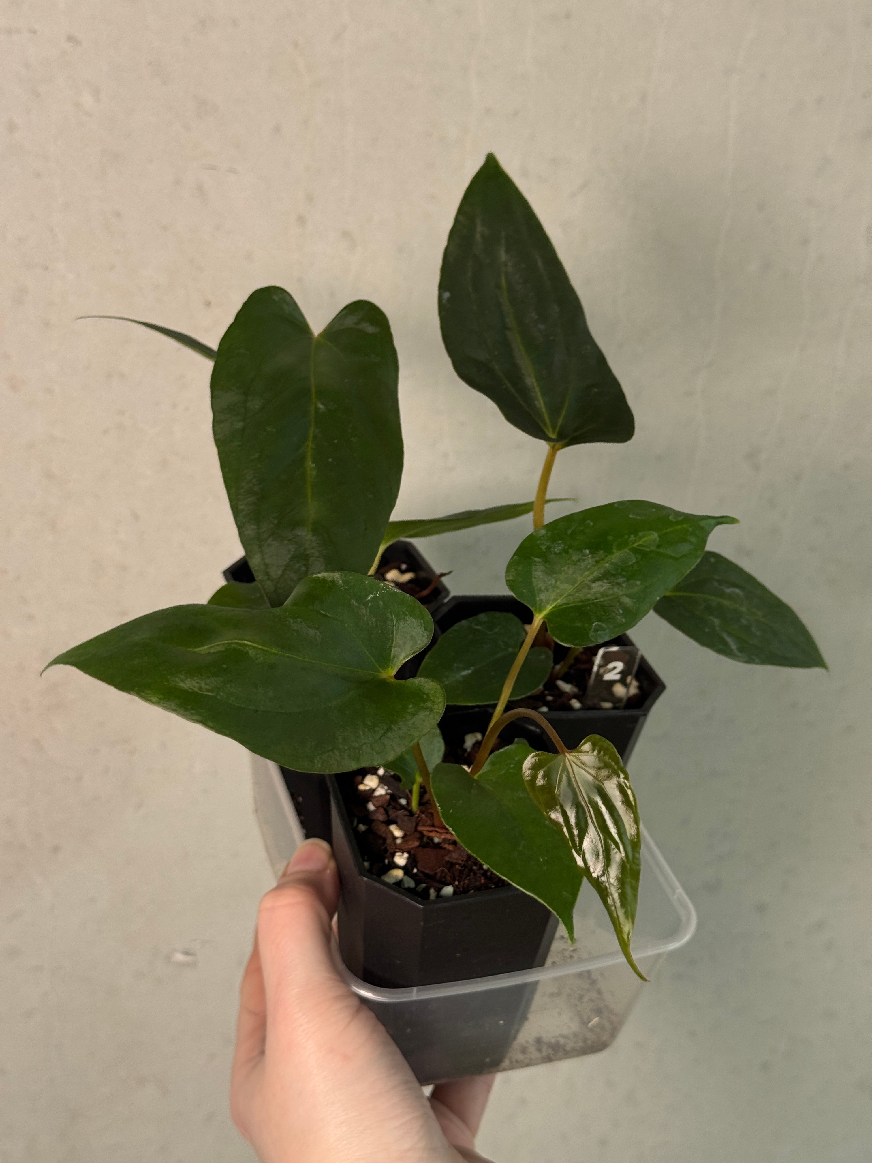 Anthurium Fort Sherman S1 x (Ralph Lynam x Fort Sherman)